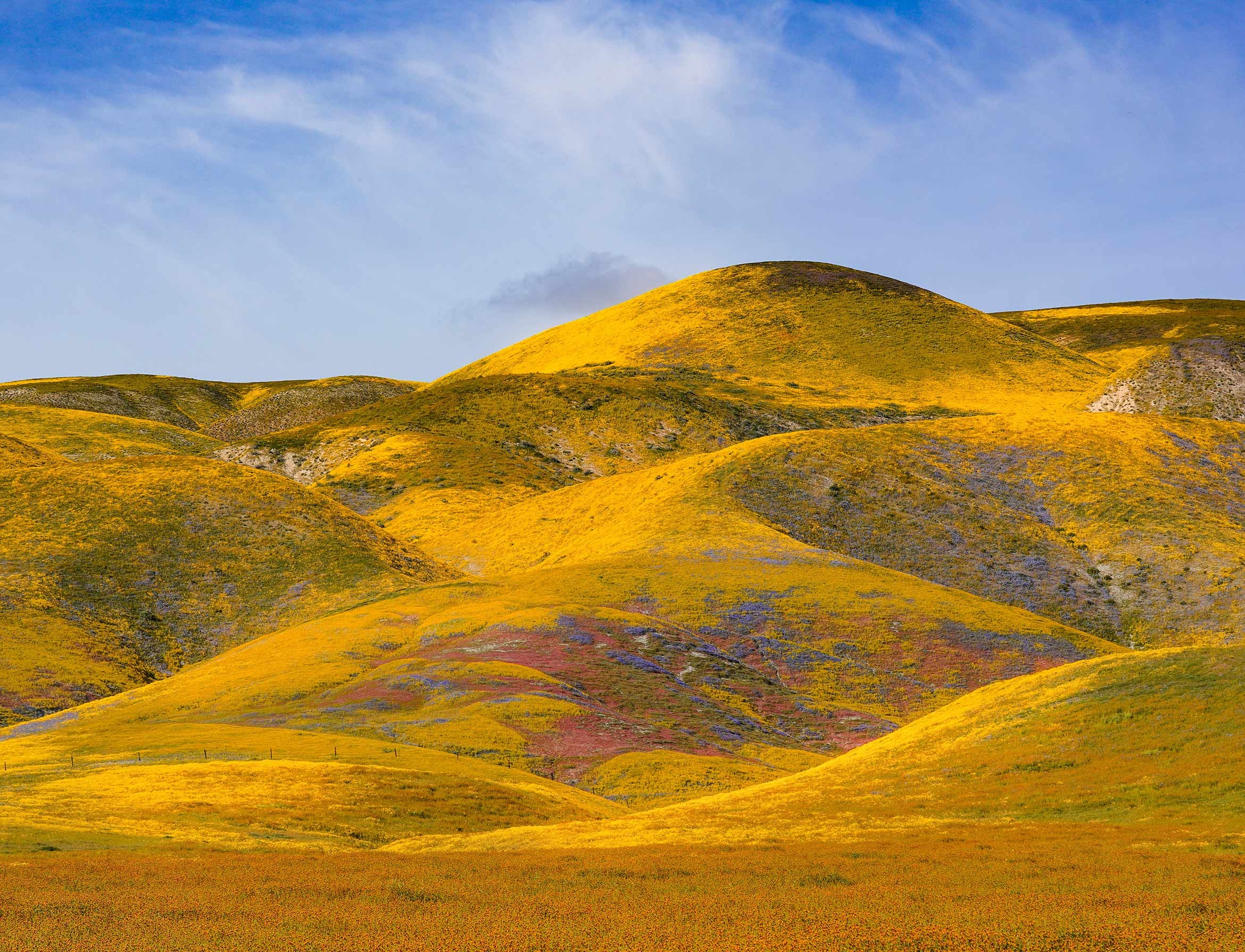 California’s wildflowers have painted parts of the state in a dazzling array of colors.&nbsp;Photo Credit: Joan Dudney
