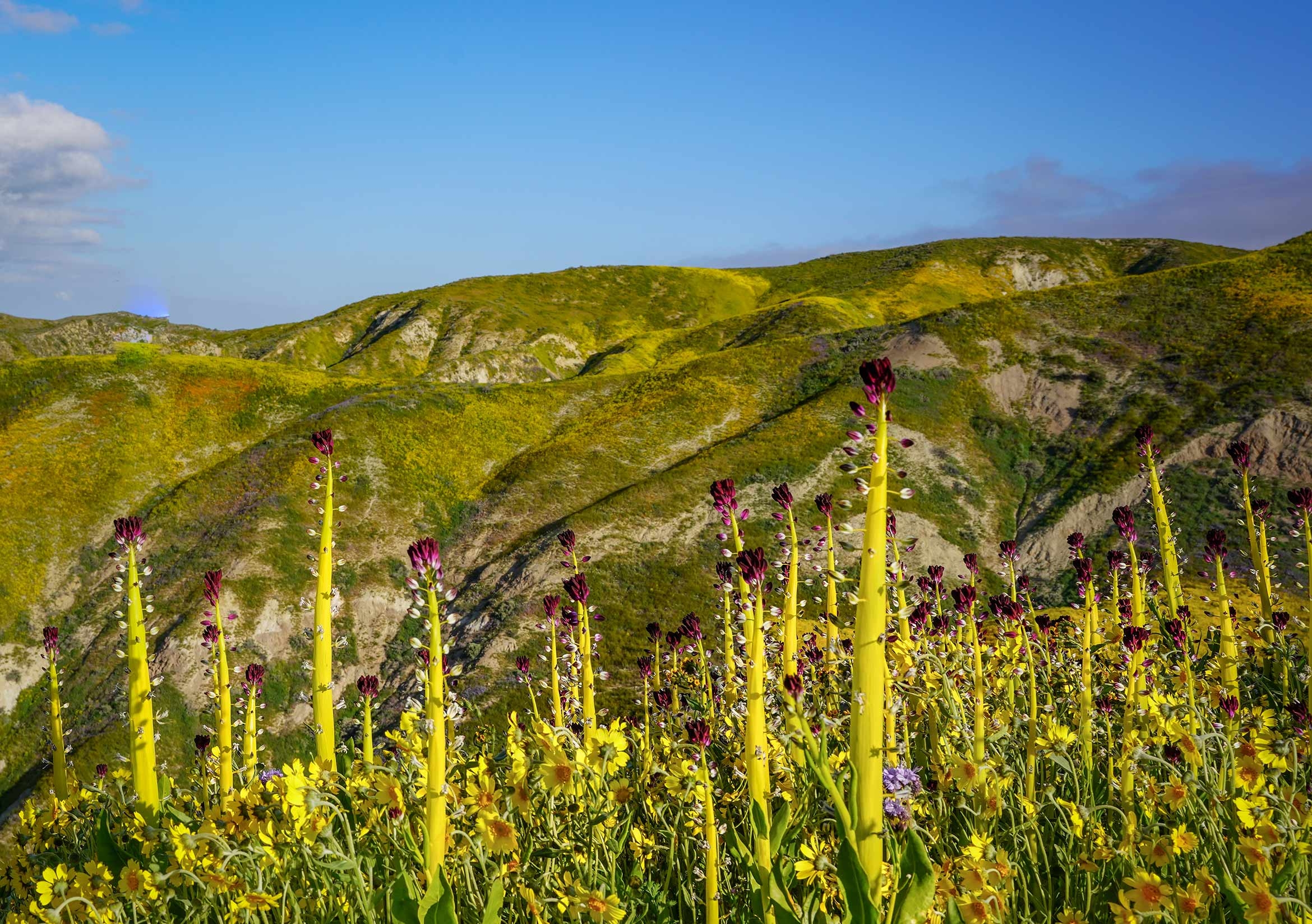 The racemes of desert candle stand tall above the colorful floral carpet of Carrizo Plain National Monument.