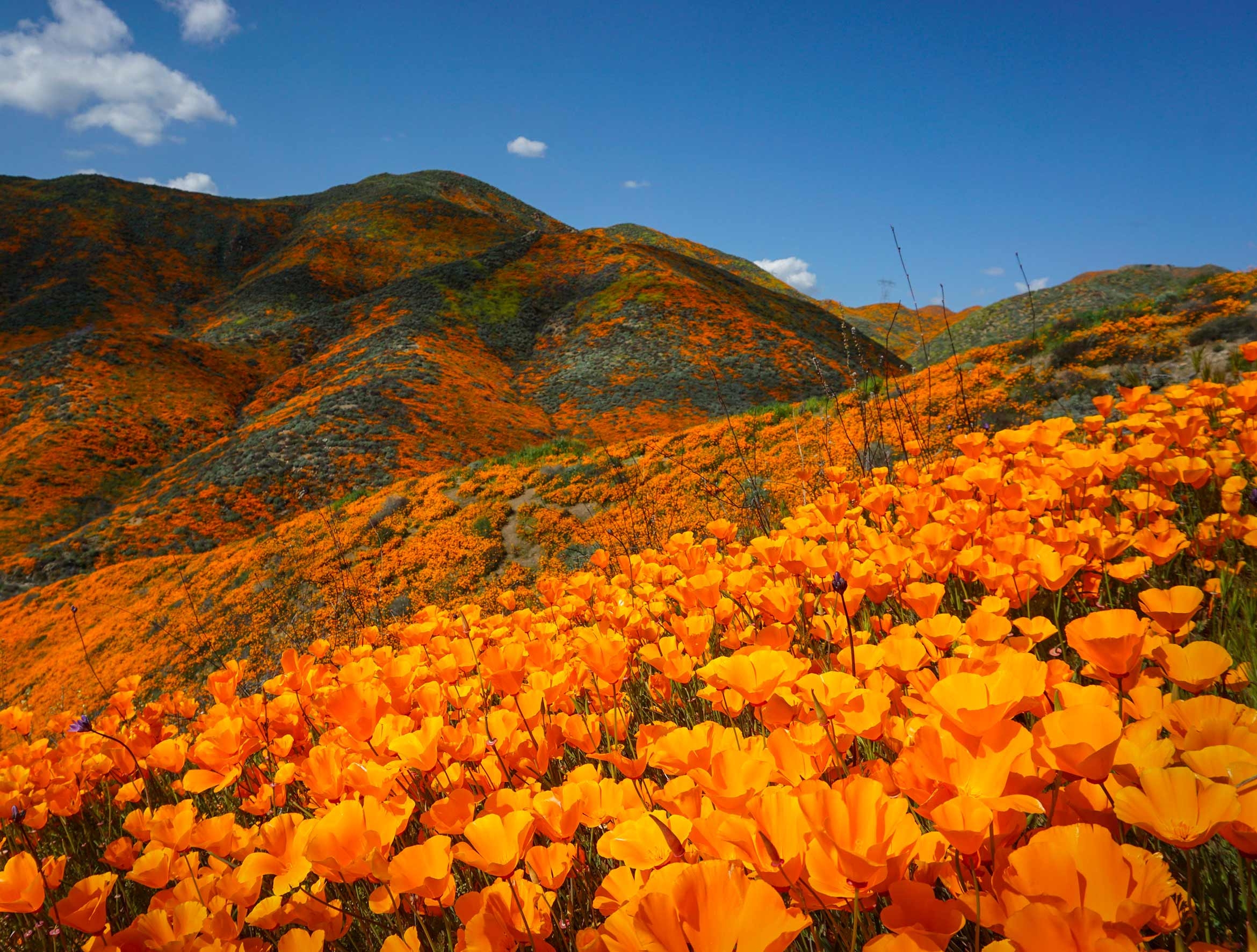 California poppies adorn the hills around Lake Elsinore during the 2019 superbloom.