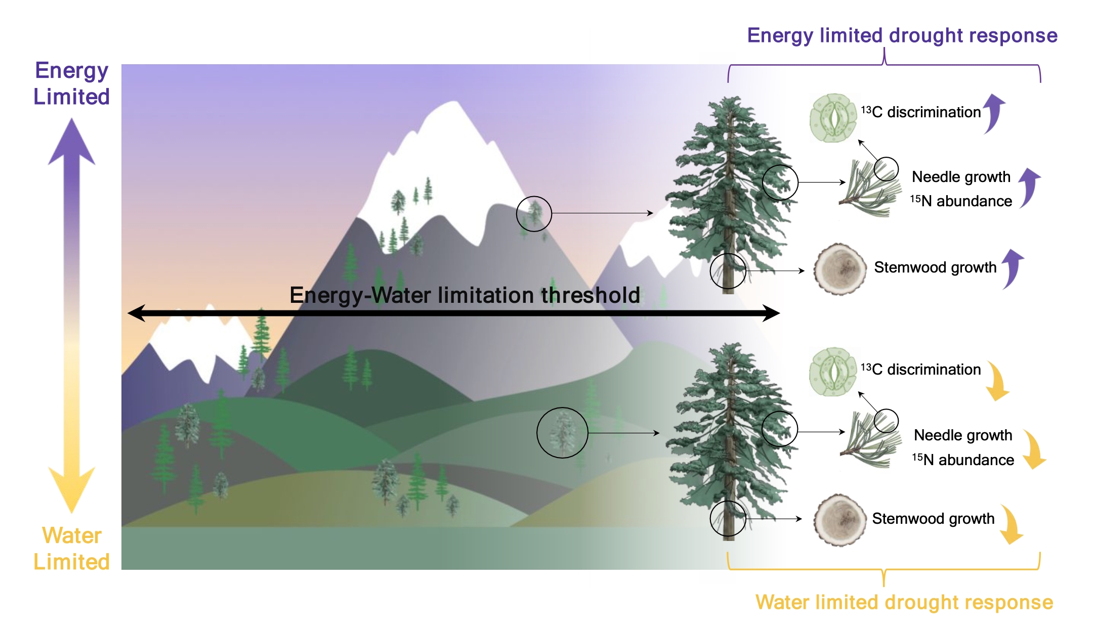 A graph displaying a trees Limited Energy Drought Response and Water Limited Drought Response. Responses include Carbon 13 discrimination, needle growth and Nitrogen abundance, and stemwood growth