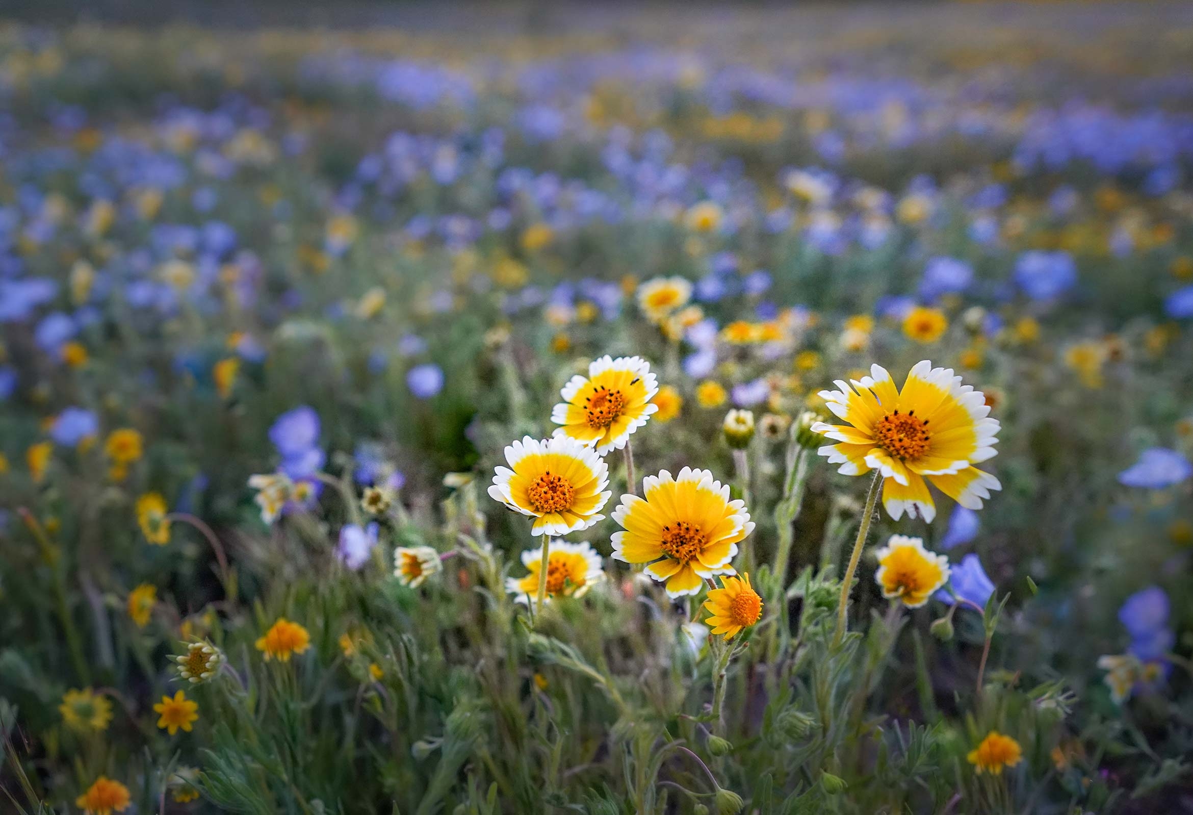 Tidy  tips poke out of a field of baby blue eyes.