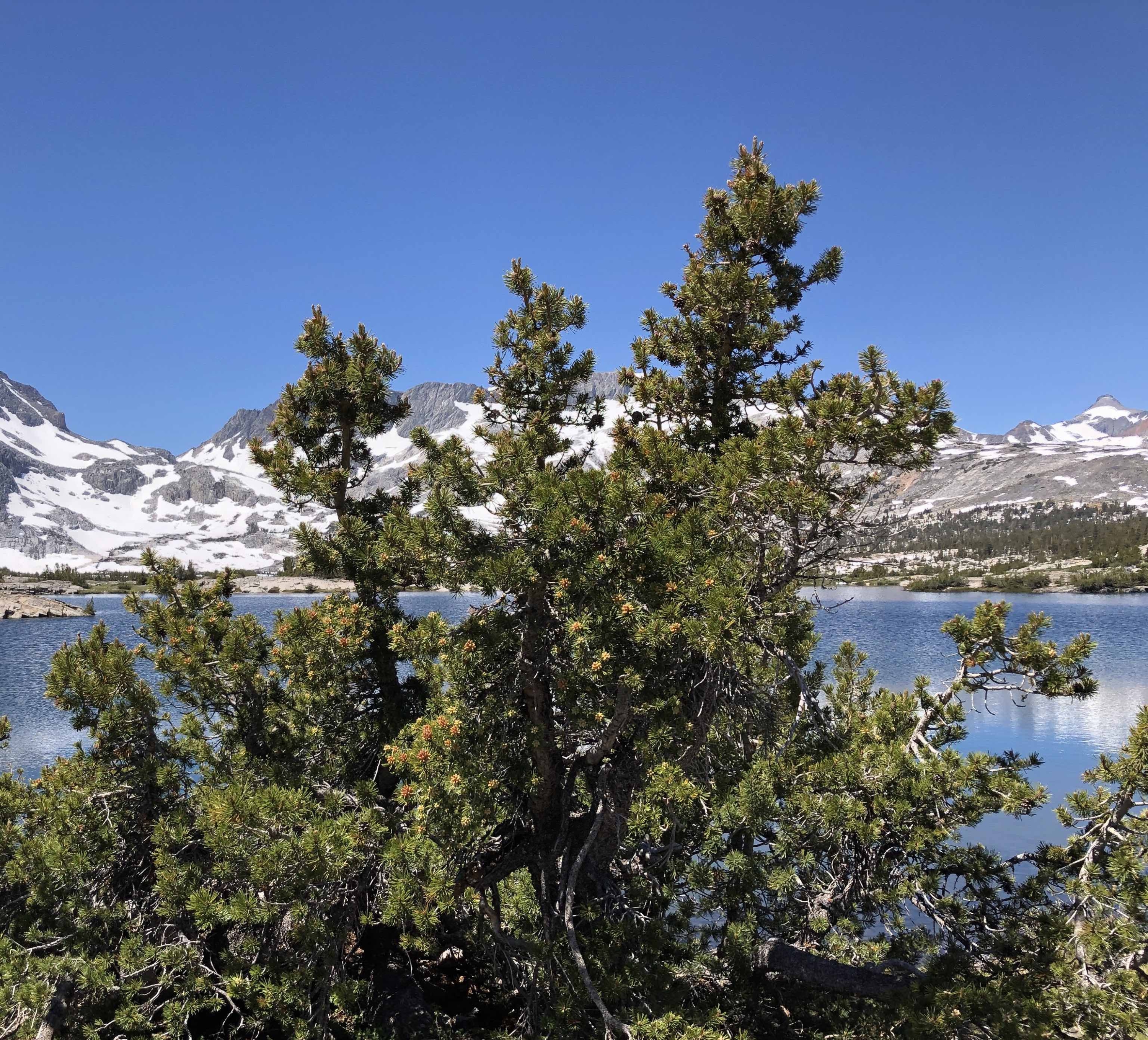 A whitebark pine grows near a lake in the Sierra Nevada