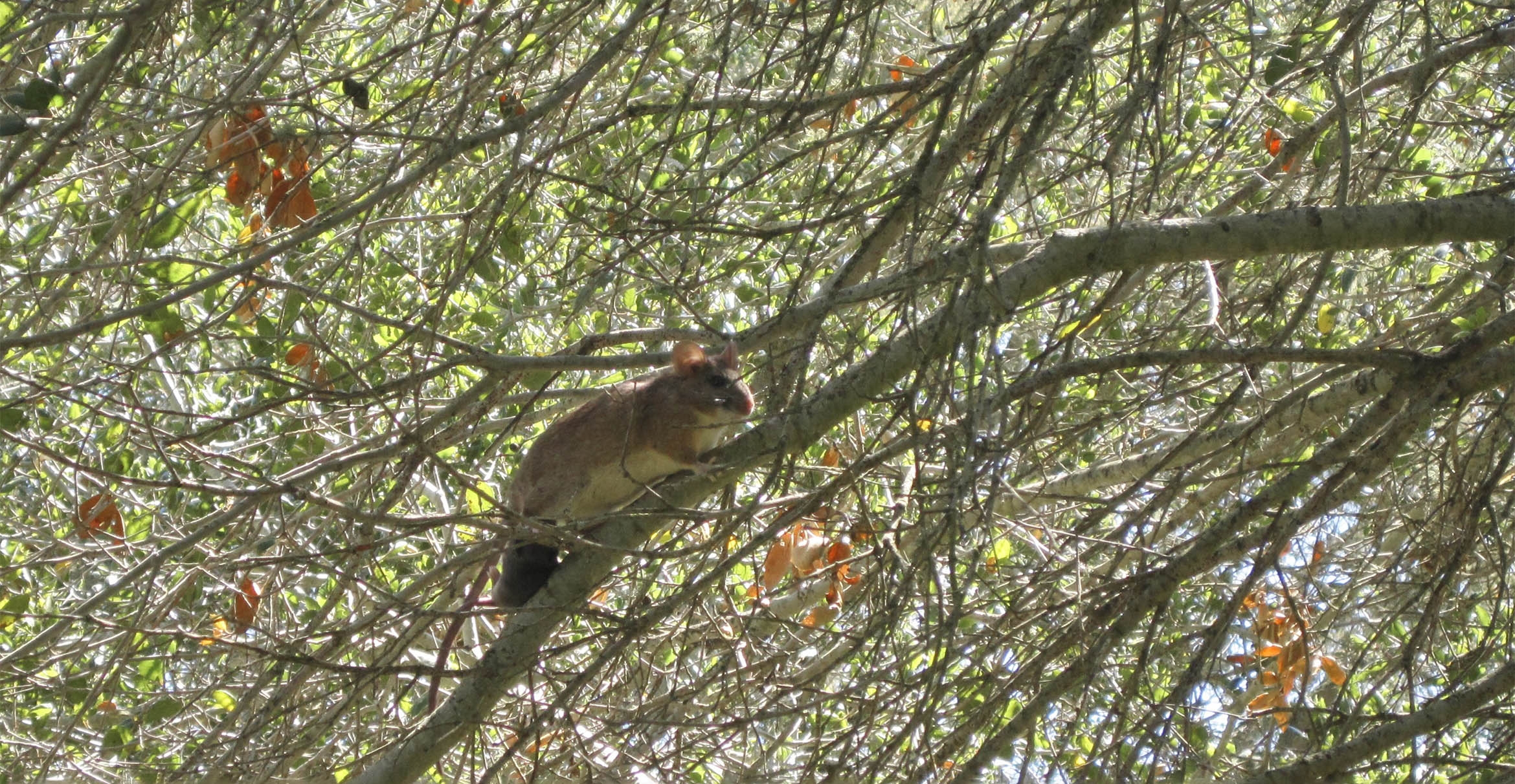 woodrat in tree uc santa barbara