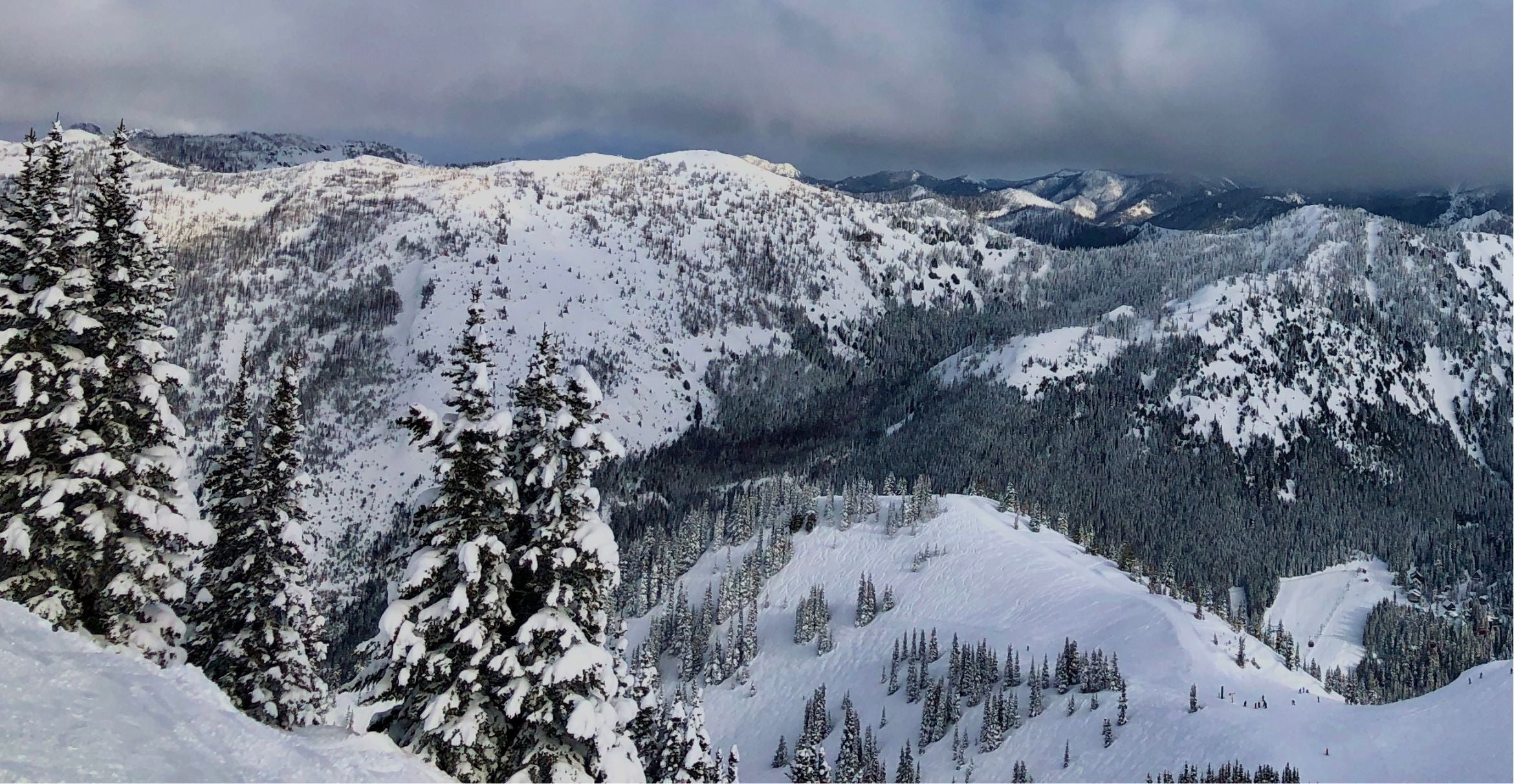 Cascades WA Trees