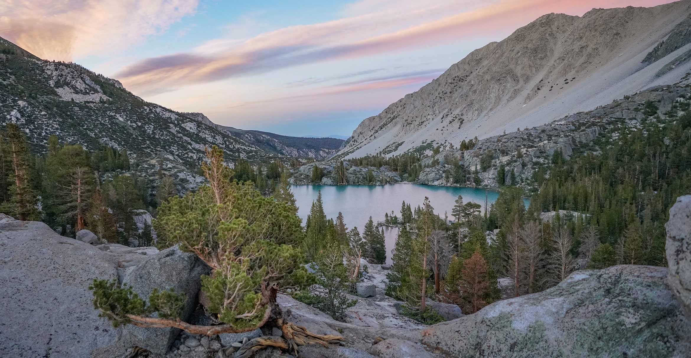 Photo Credit: Joan DudneyWhitebark pines growing in cold, high elevation regions grew more during droughts, which lengthened their growing season.