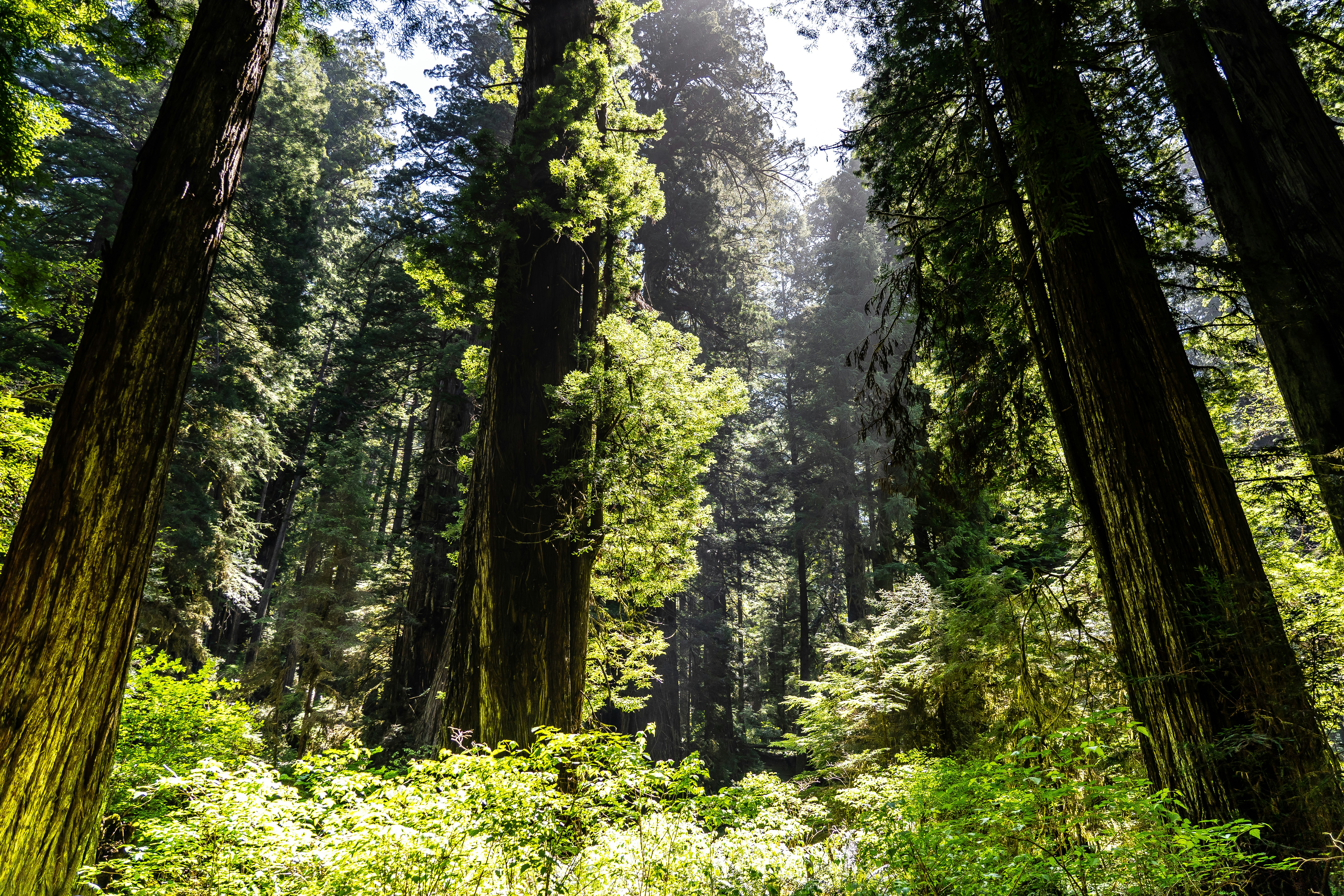 Redwood forest with tall trees and lower shrubs