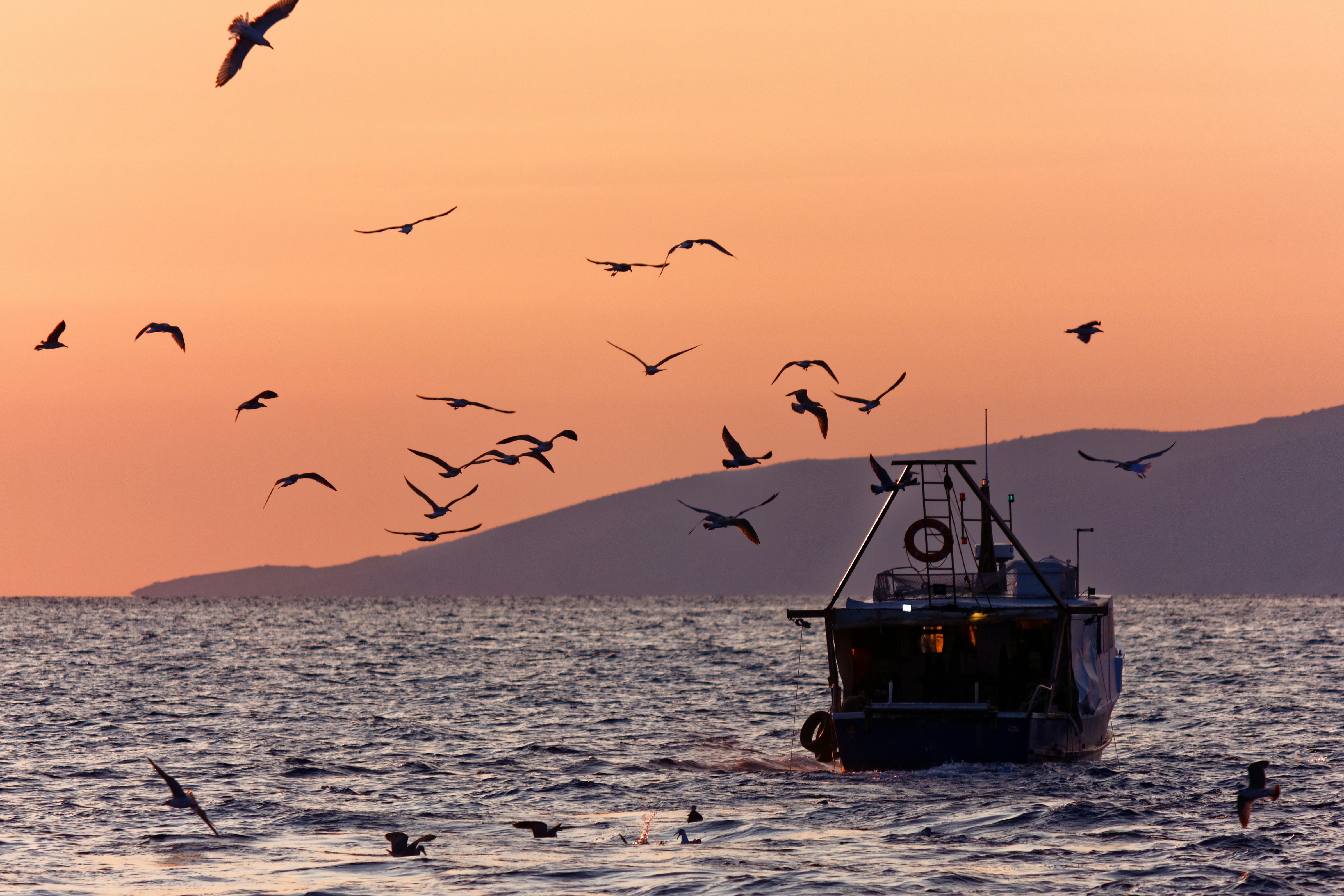 Fishing boat on the water with a sunset behind it and birds flying around the boat. 