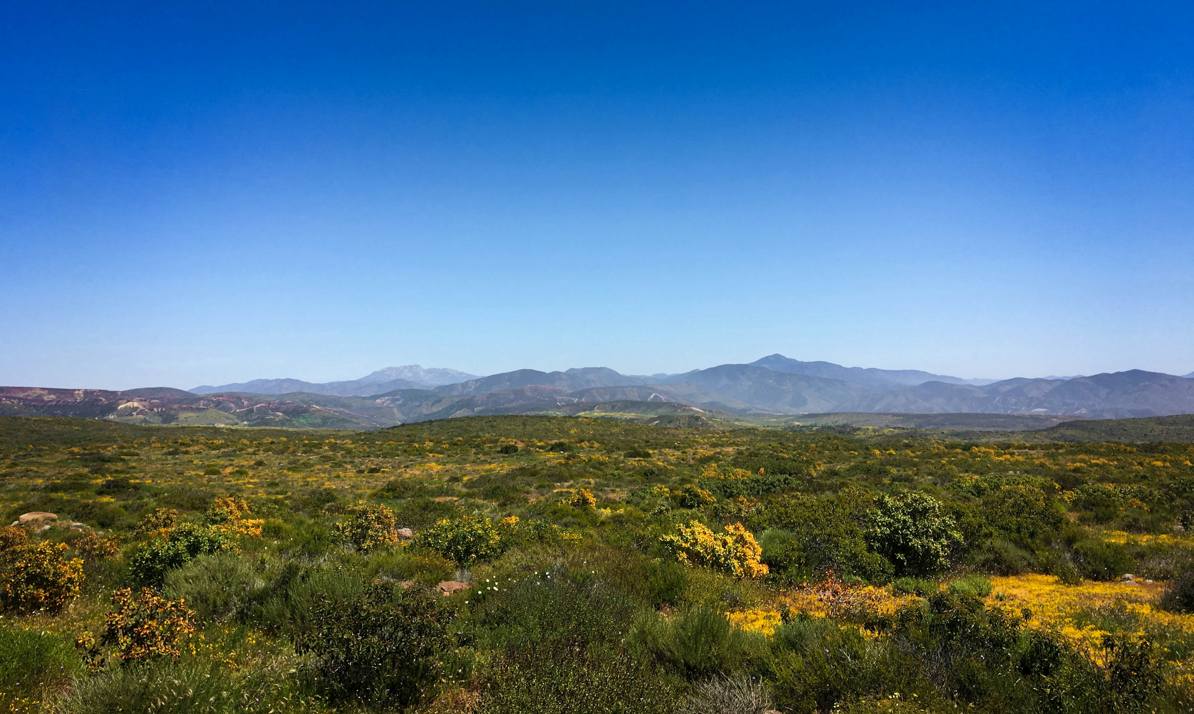 Mountains in the distance with a field of beautiful flowers and shrubs.