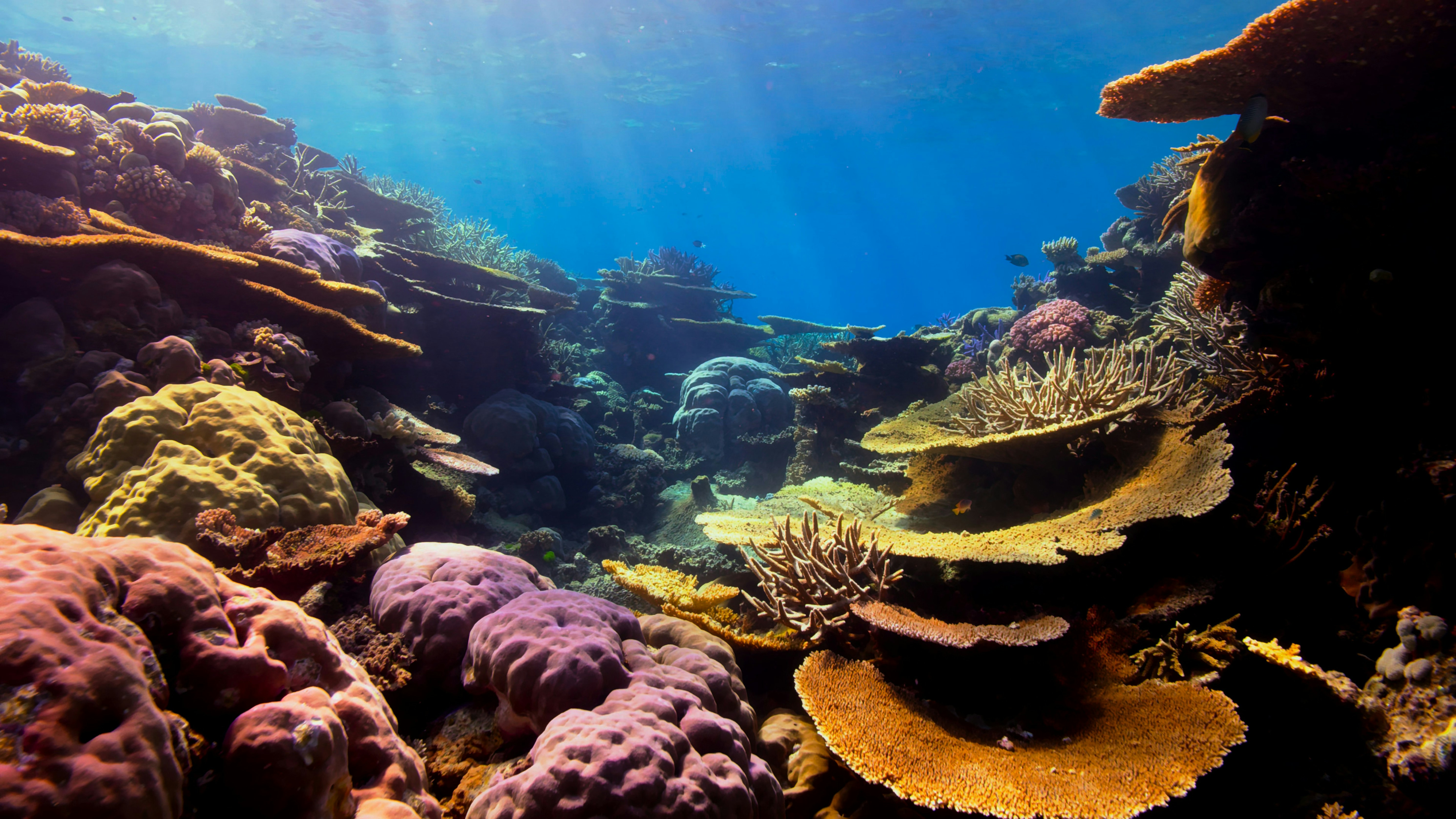 Coral reef with different colored corals. 