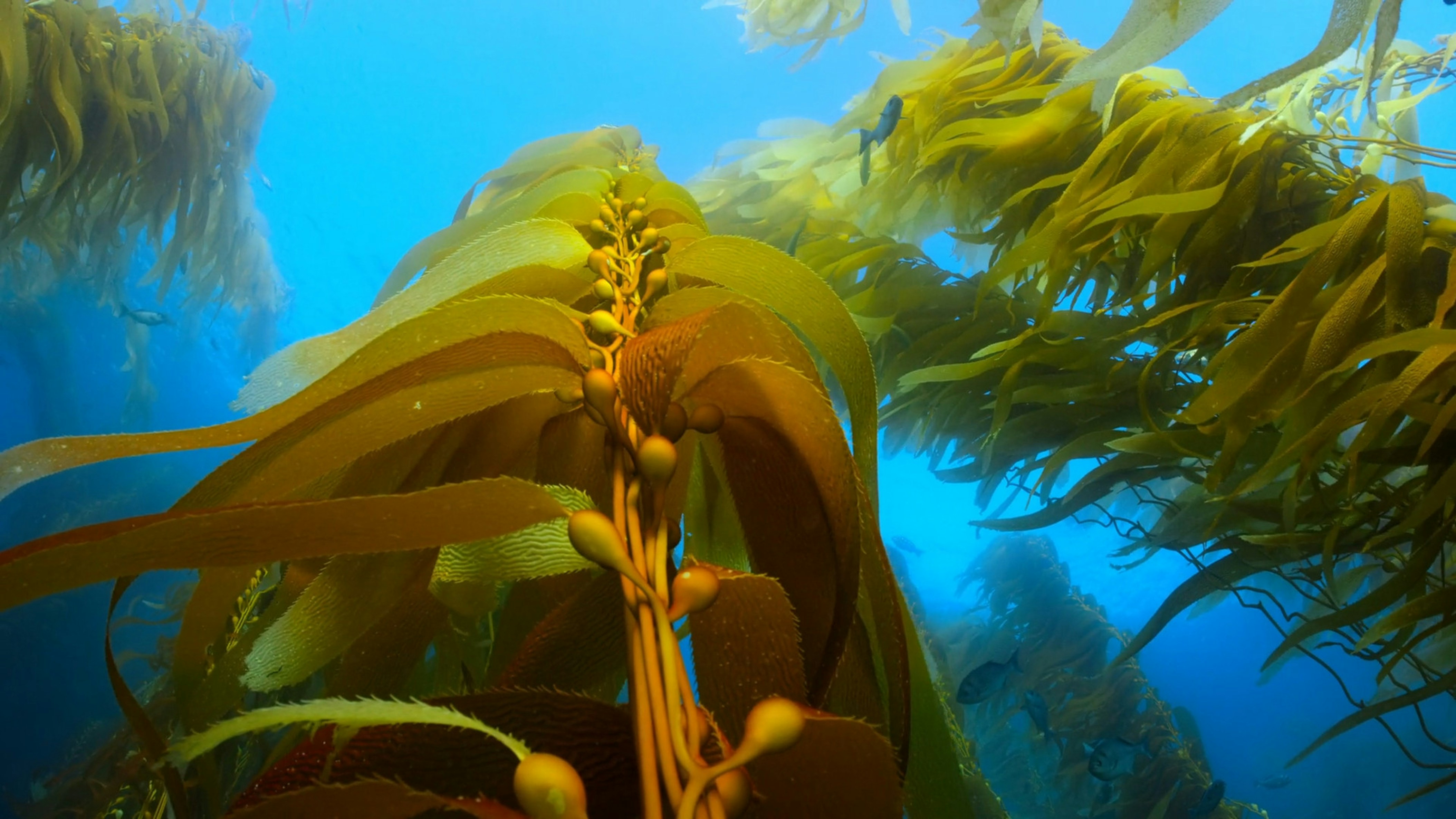 Seaweed forest surrounded by blue water