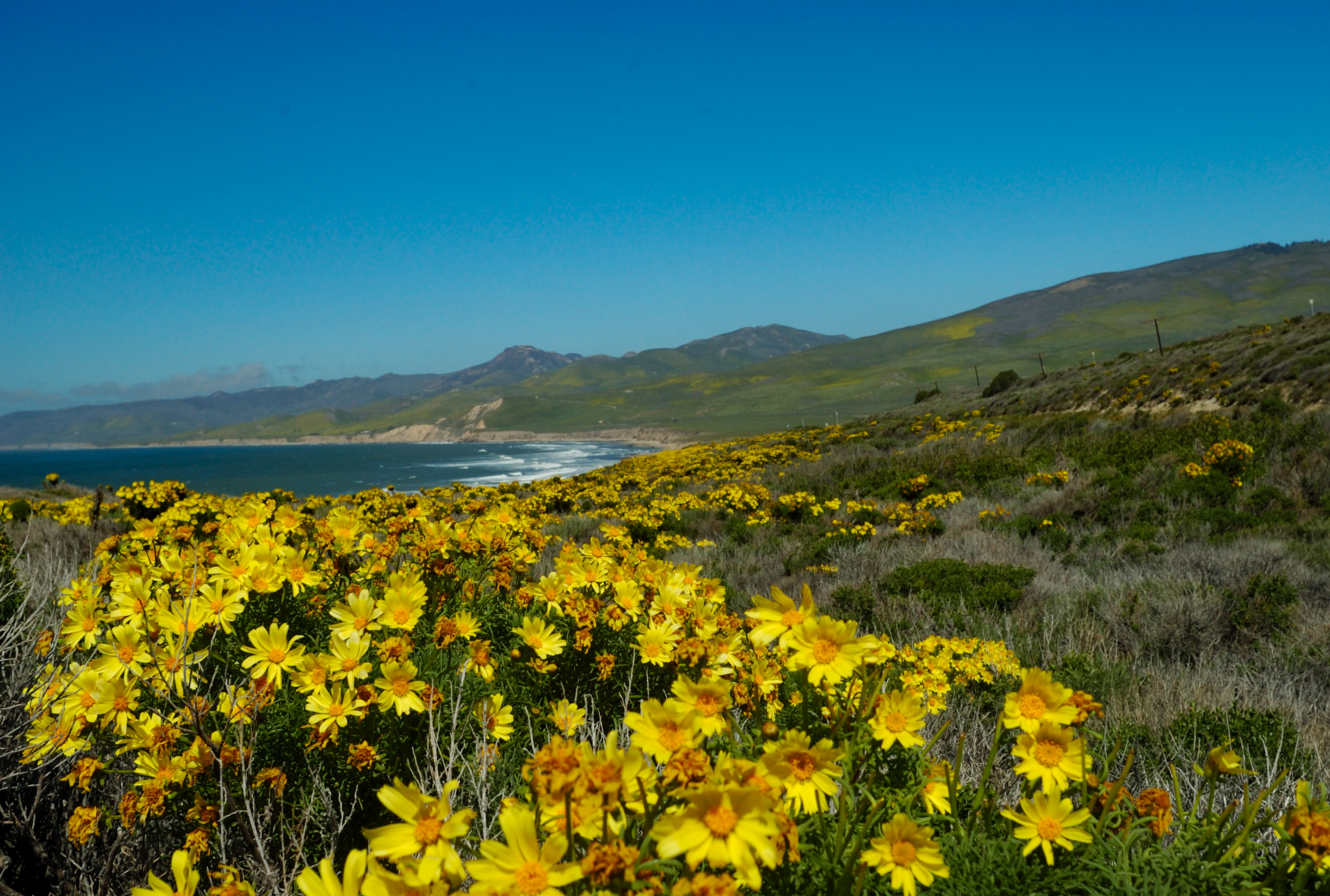 coreopsis along the California coast