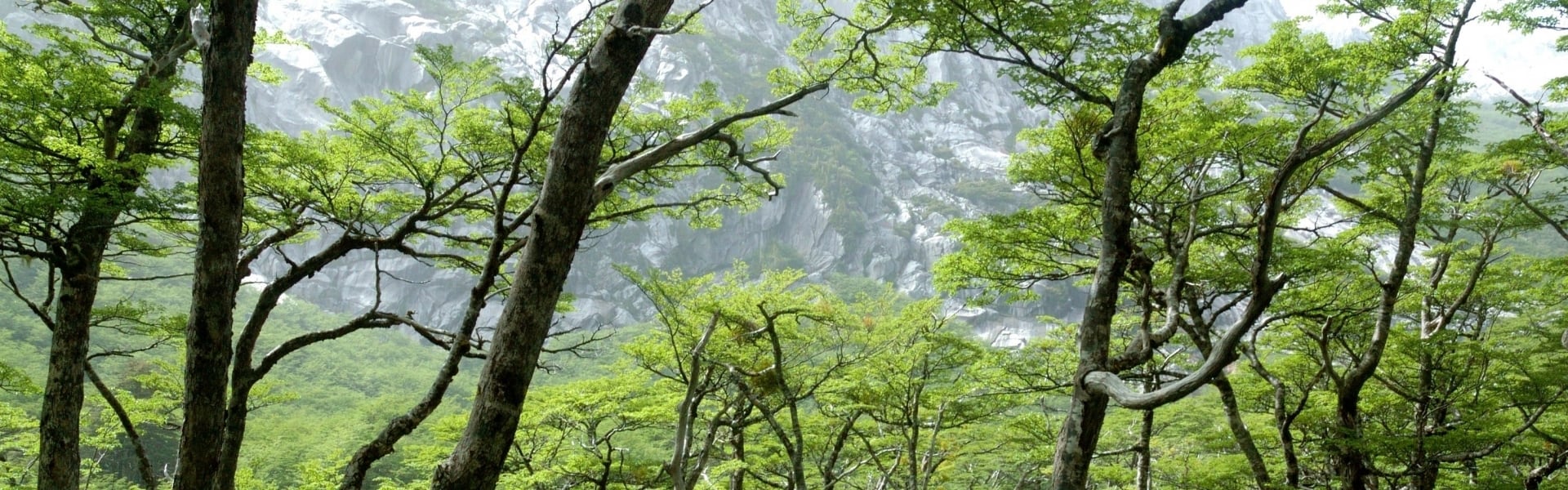 Lush native forest trees in Chile 