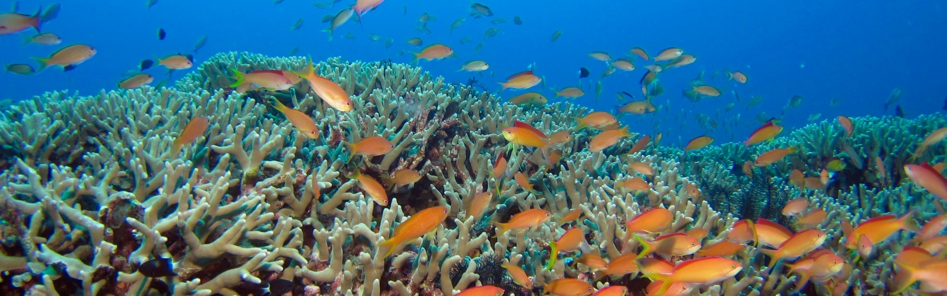 Fish swimming among coral 