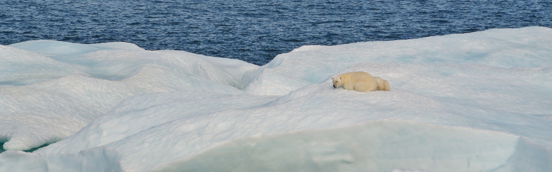 Polar bear rests on floating ice