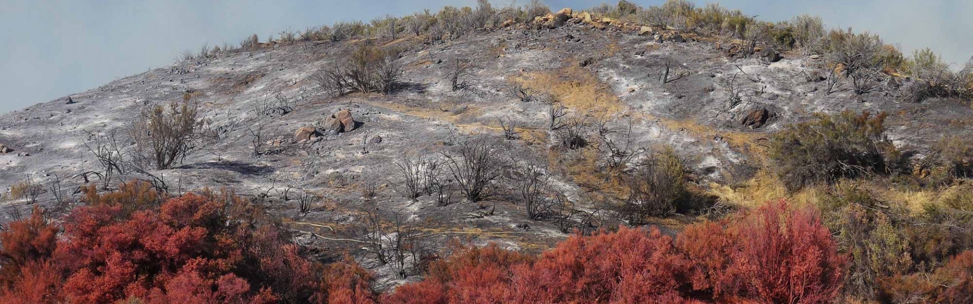 Hillside with burn scar. Credit to Ethan Turpin.