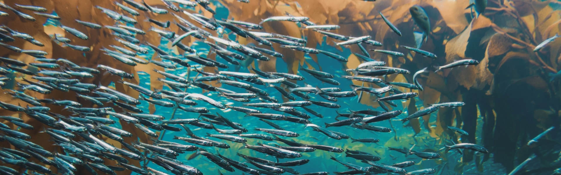 Fish swimming among kelp