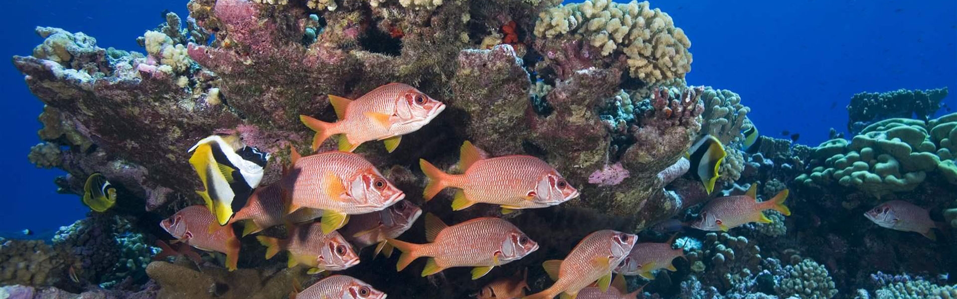 Underwater photo of a coral reef and robust school of fish