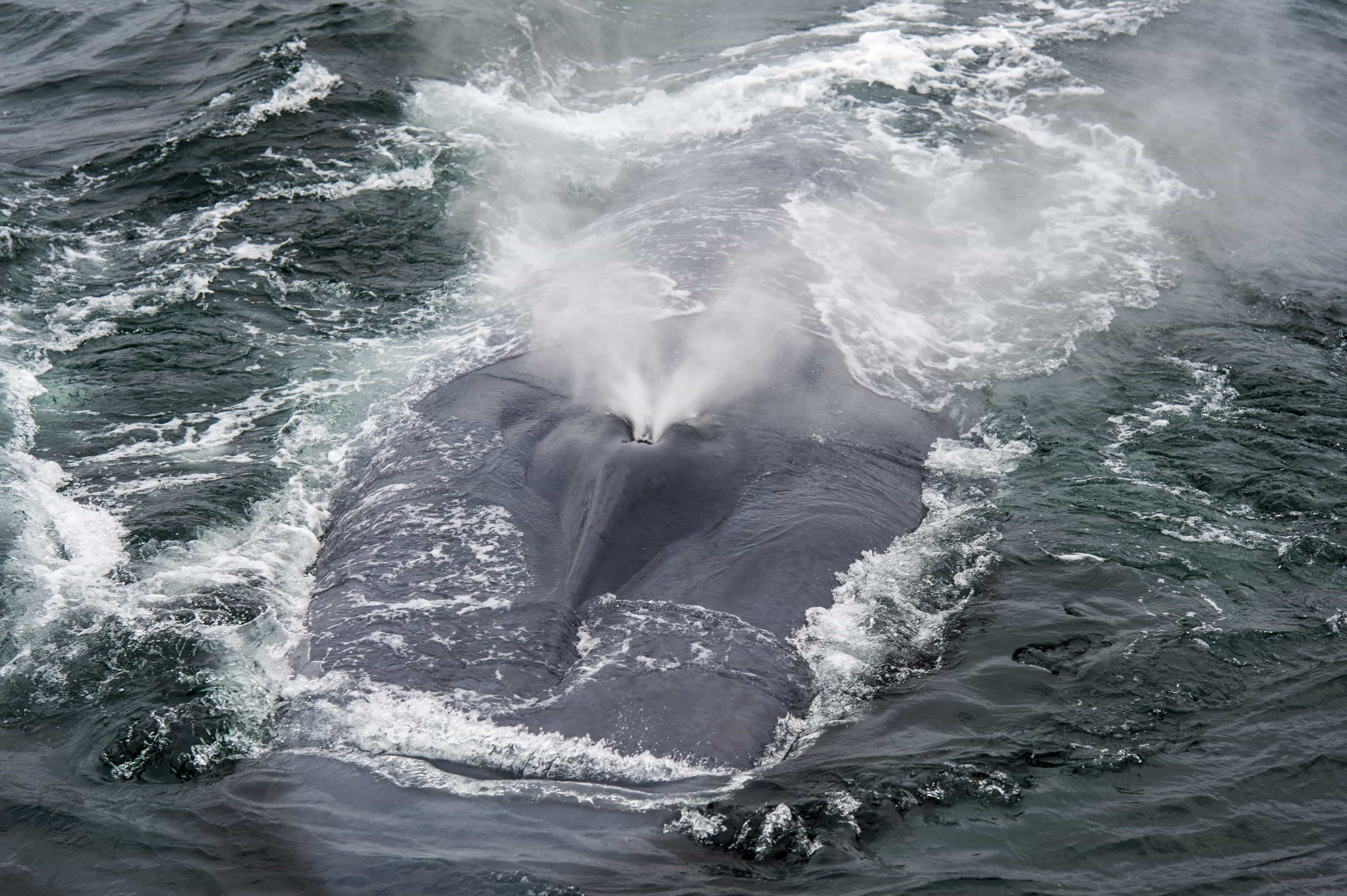 Closeup of the blowing blue whale on the water surface.