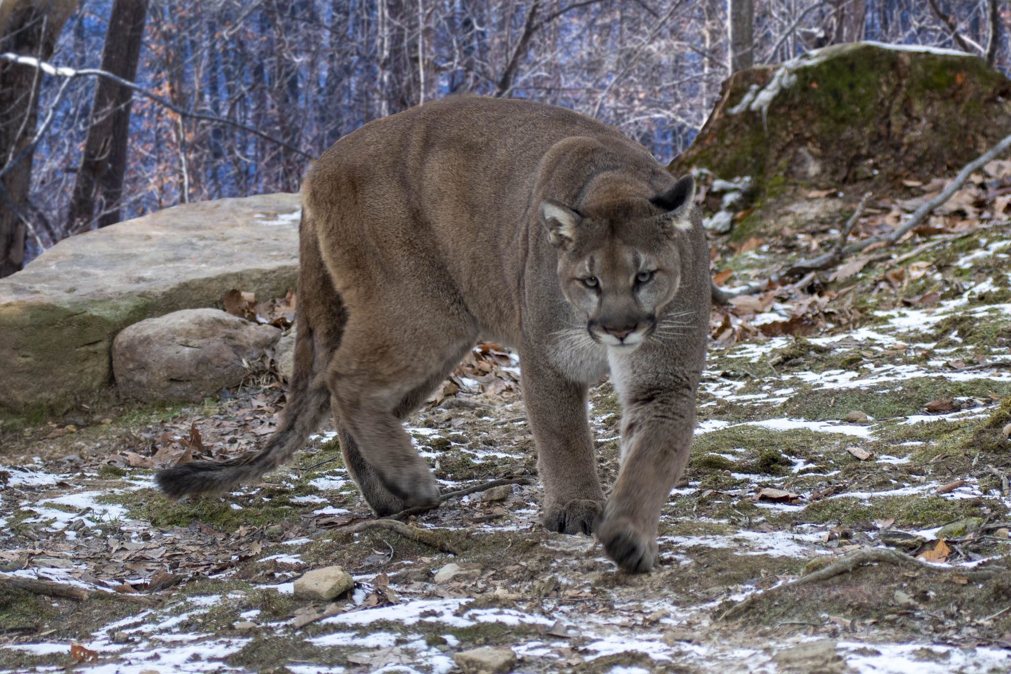 Cougar in the woods