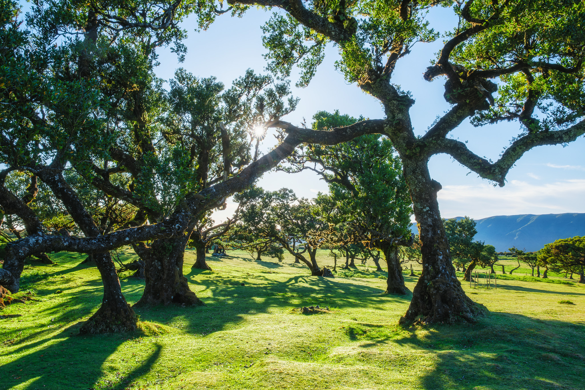 Oak trees with rolling hills behind