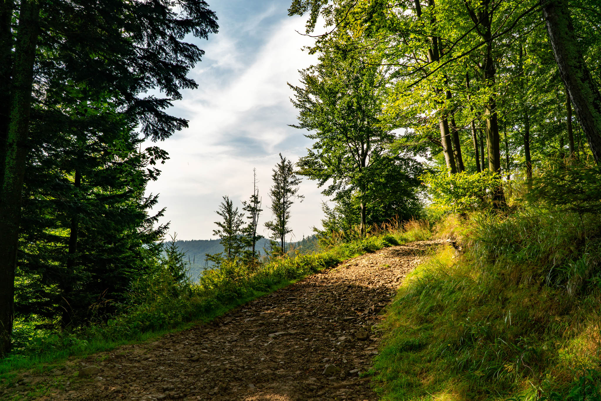 Forested Hiking Trail