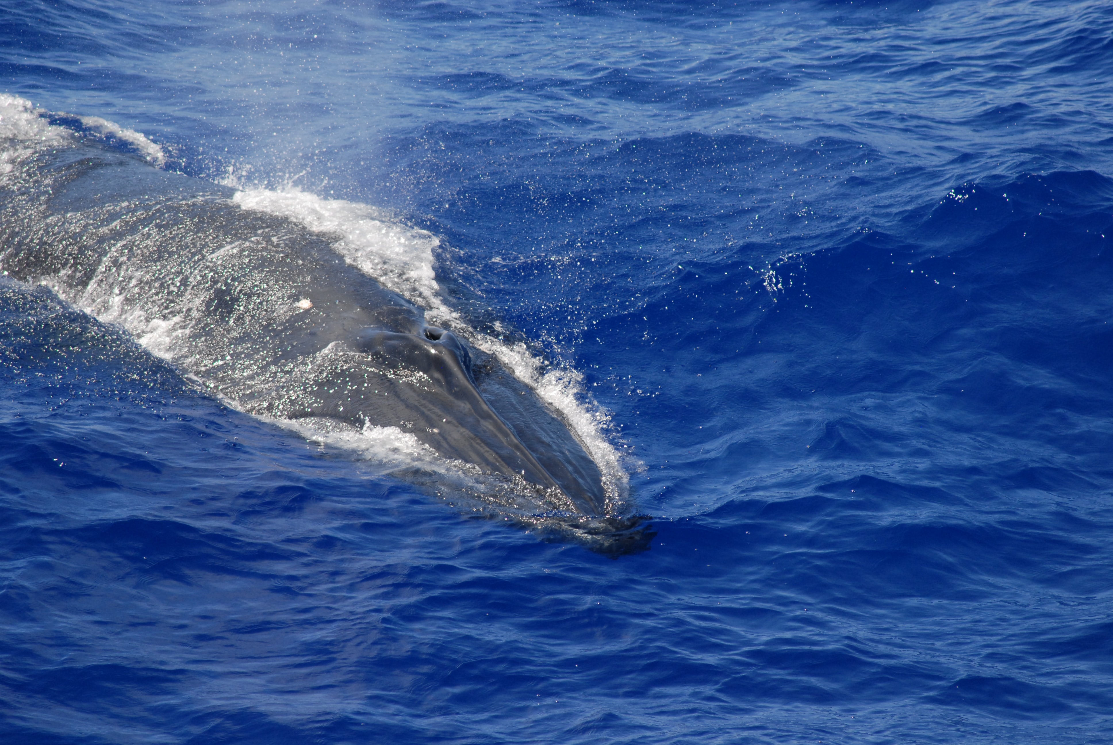 Whale breaches the surface of the ocean