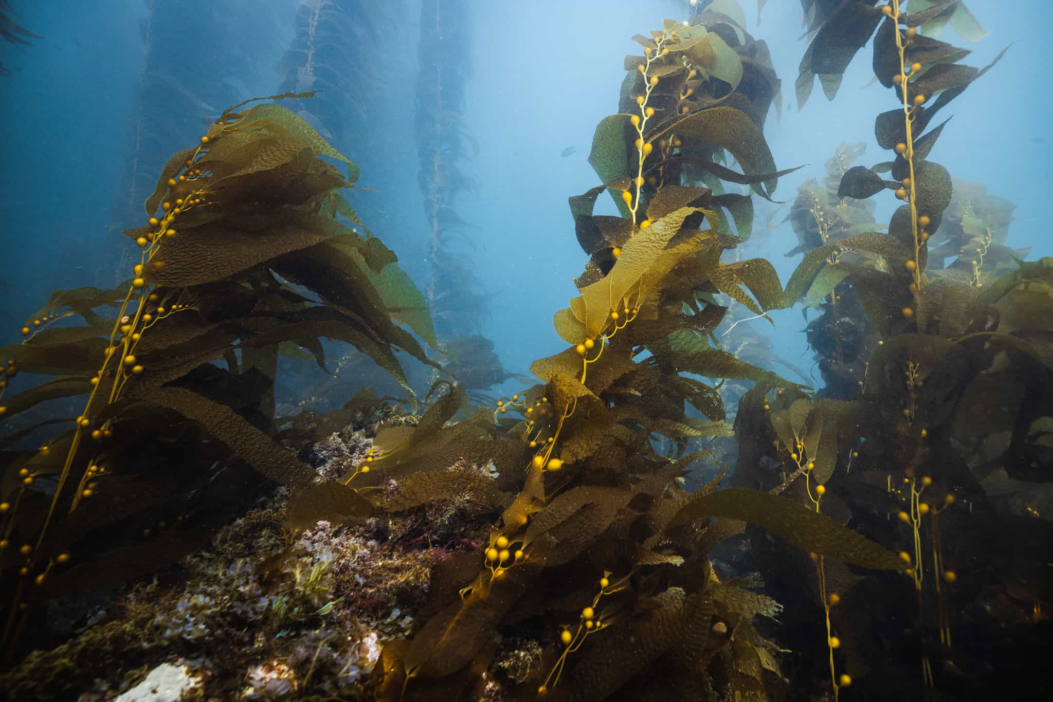 Beautiful shot of underwater nature