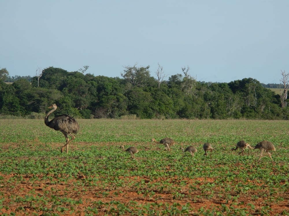 A family of rhea pick at the soy fields.