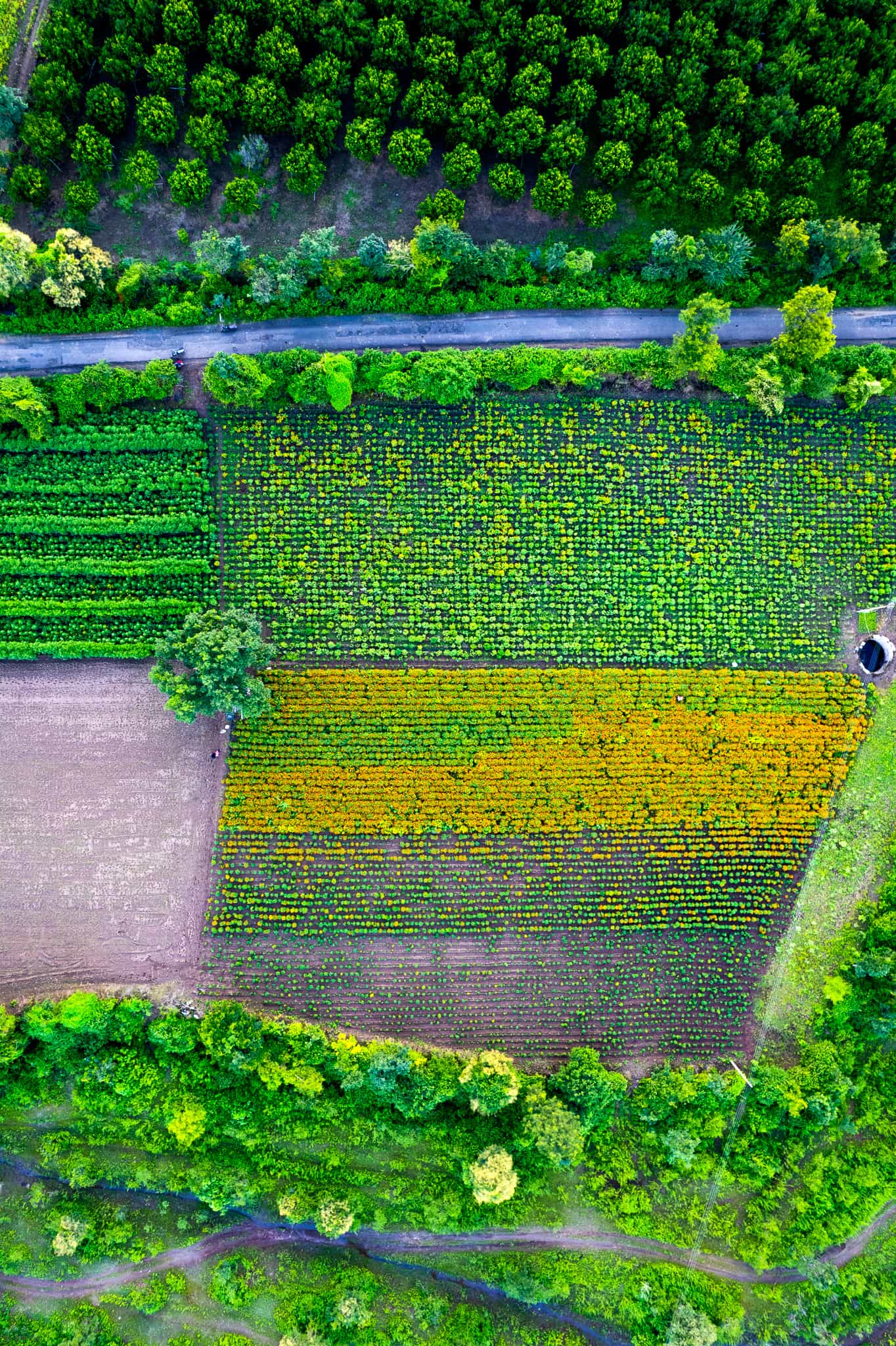 aerial view of a marigold field india