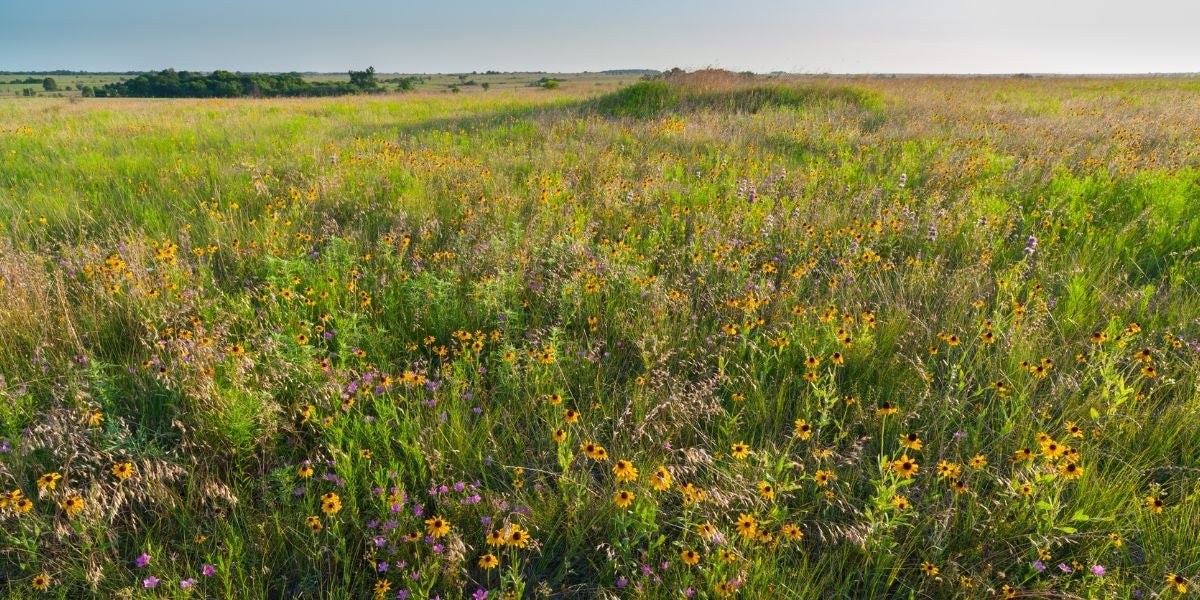 prairie-wildflowers