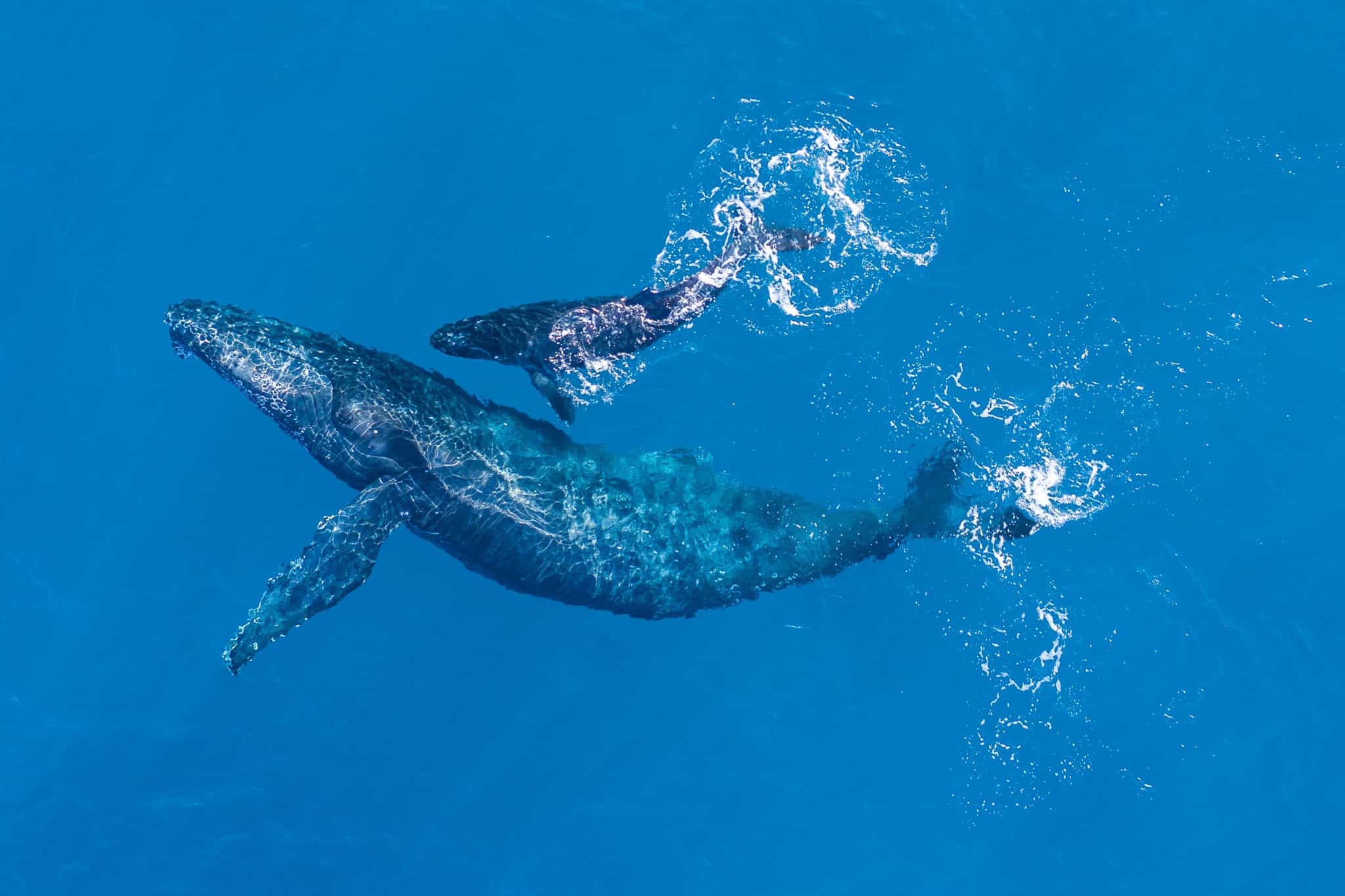 humpback whale with calf