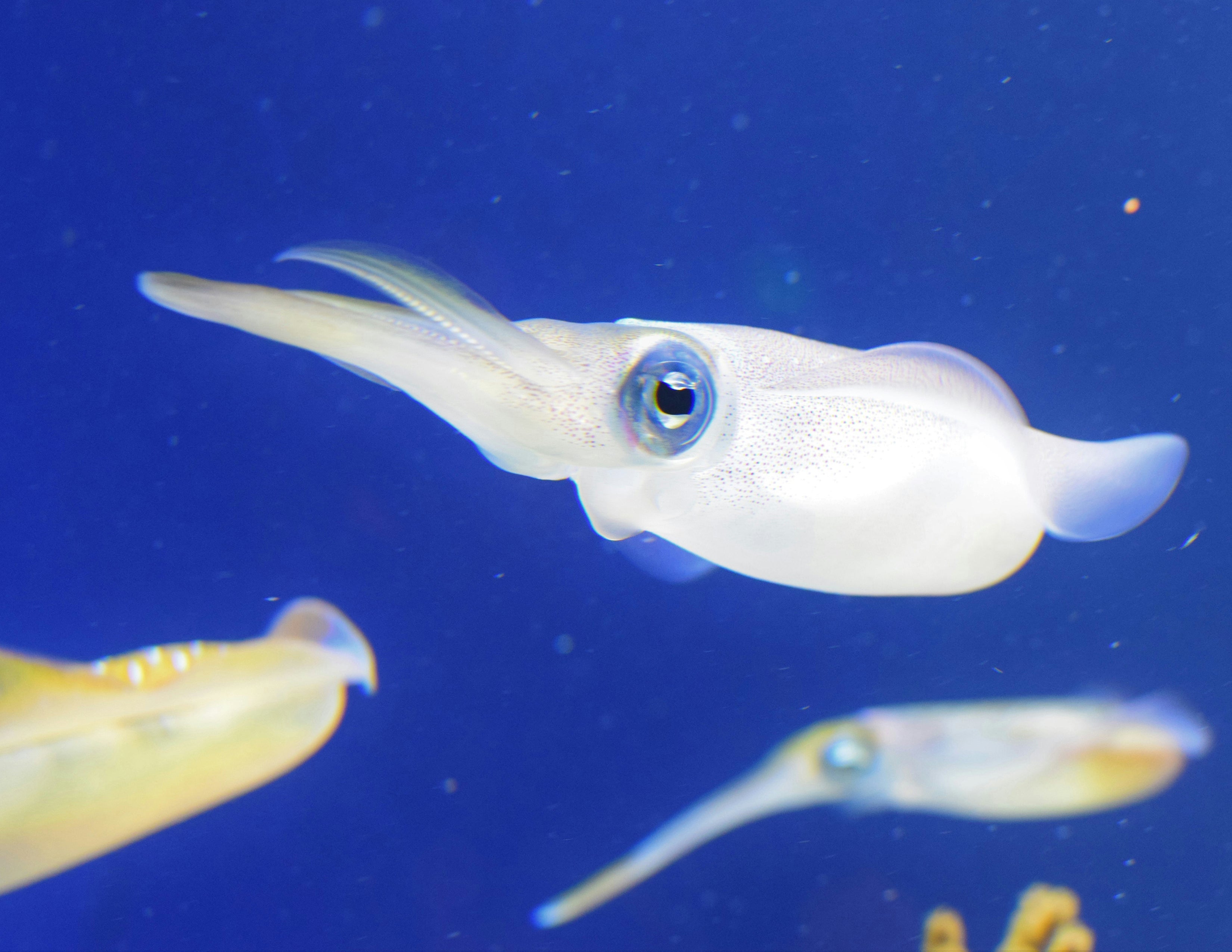 squid