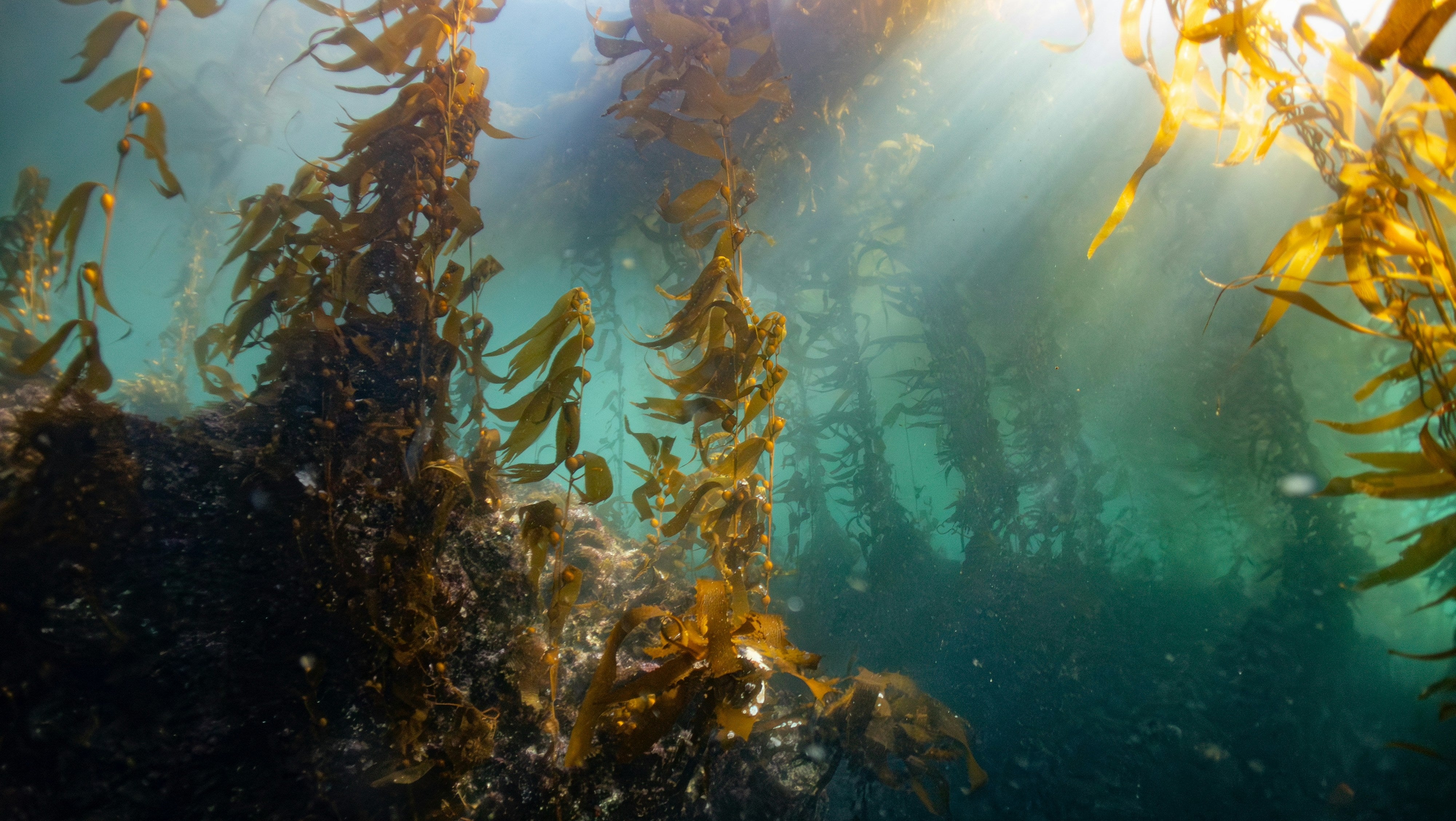 Kelp forest underwater