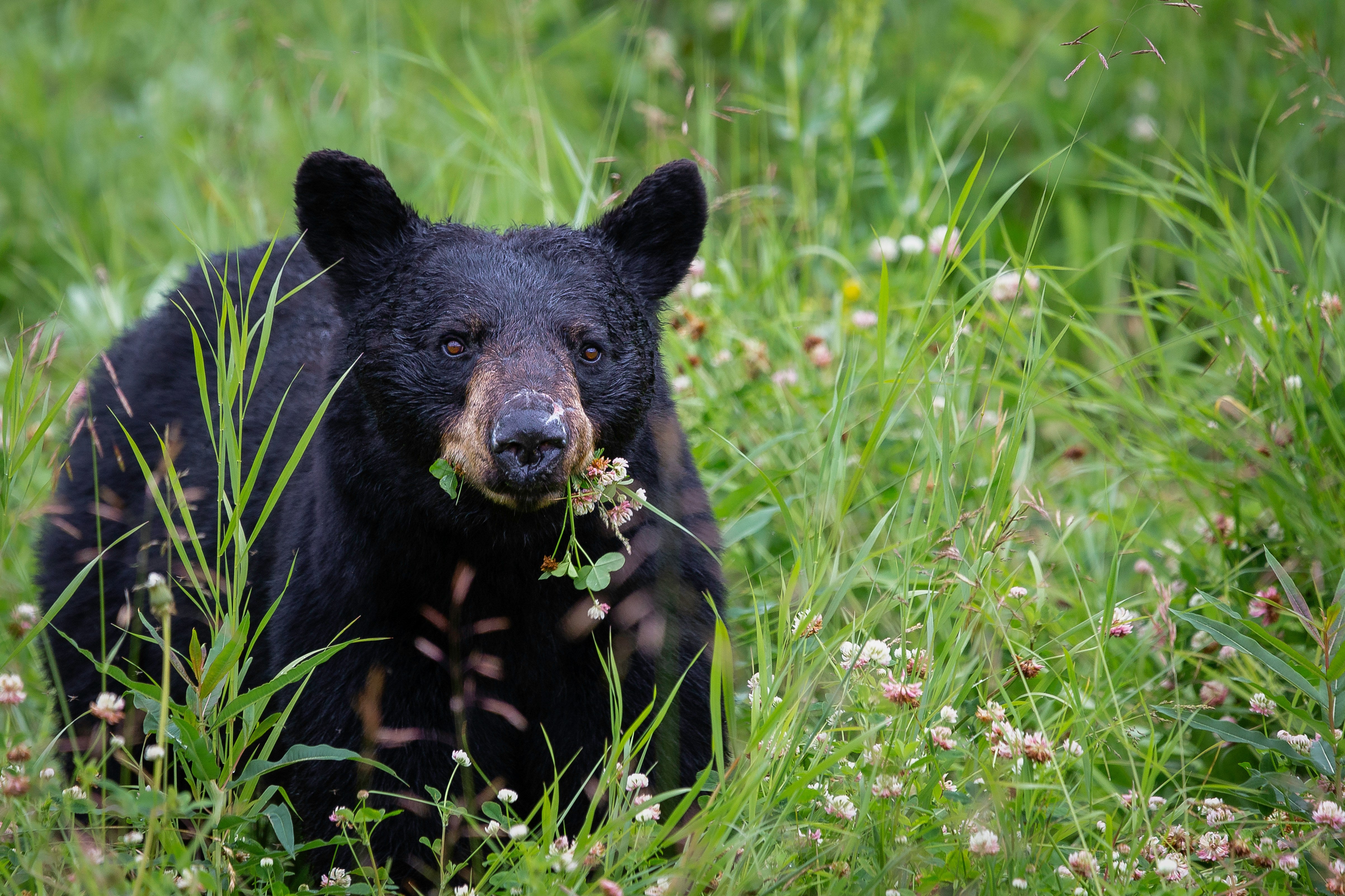 black bear with flowers in its mouth in a green field
