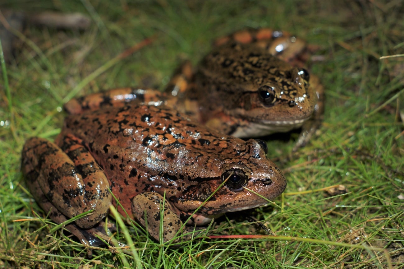 Two California red legged frogs sitting in grass