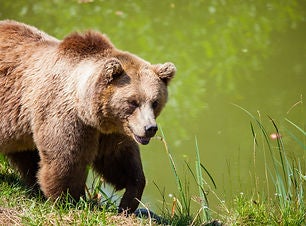 Grizzly Bear