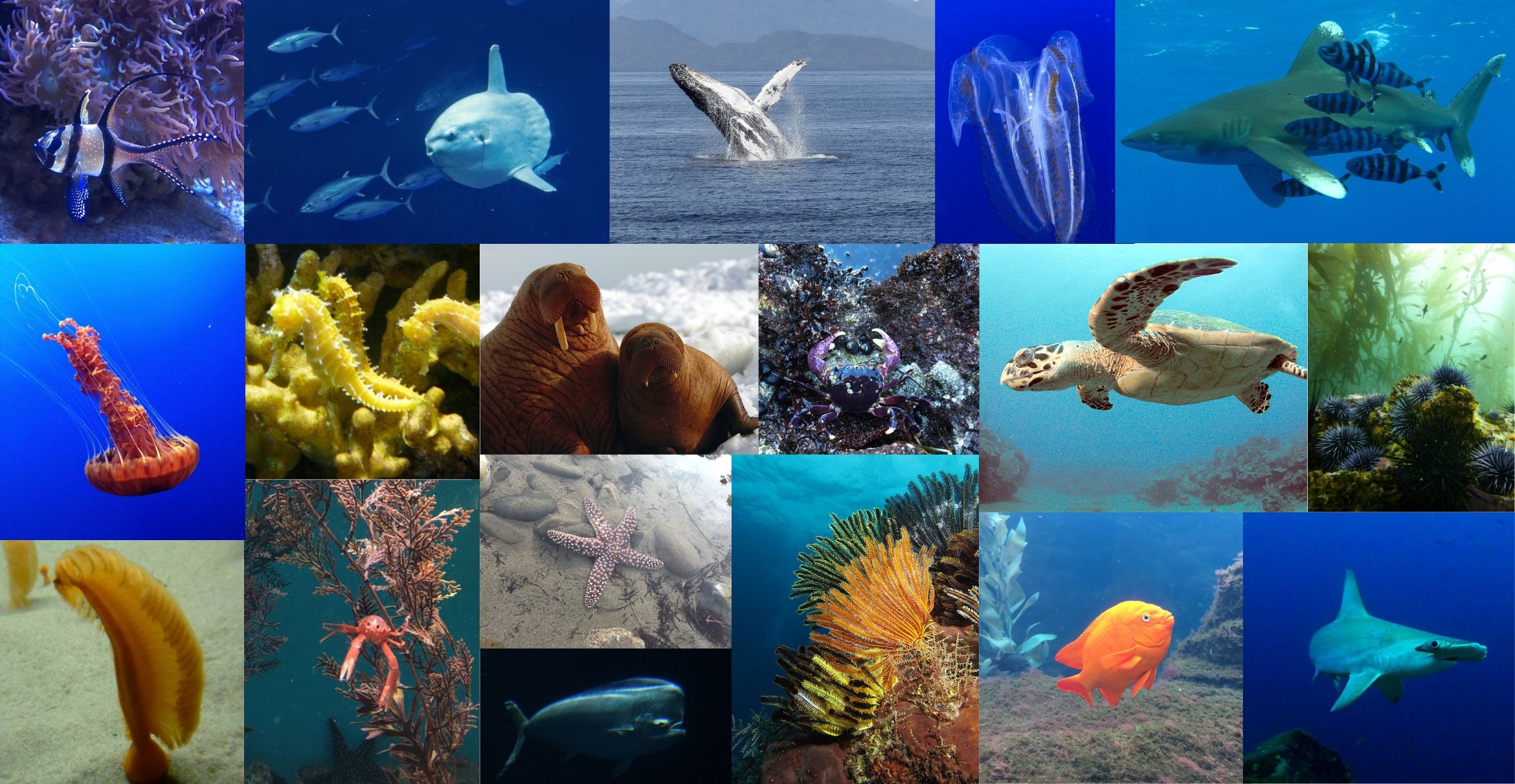 Photo collage of ocean life