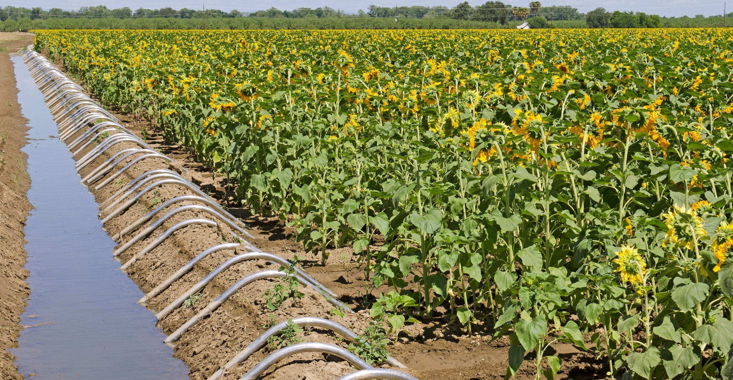 Agricultural field