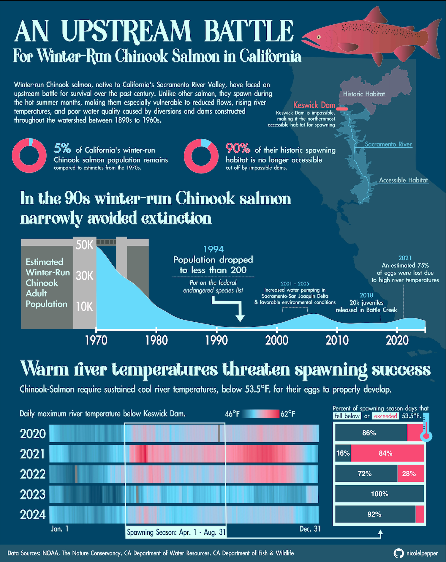 a infographic about chinook salmon