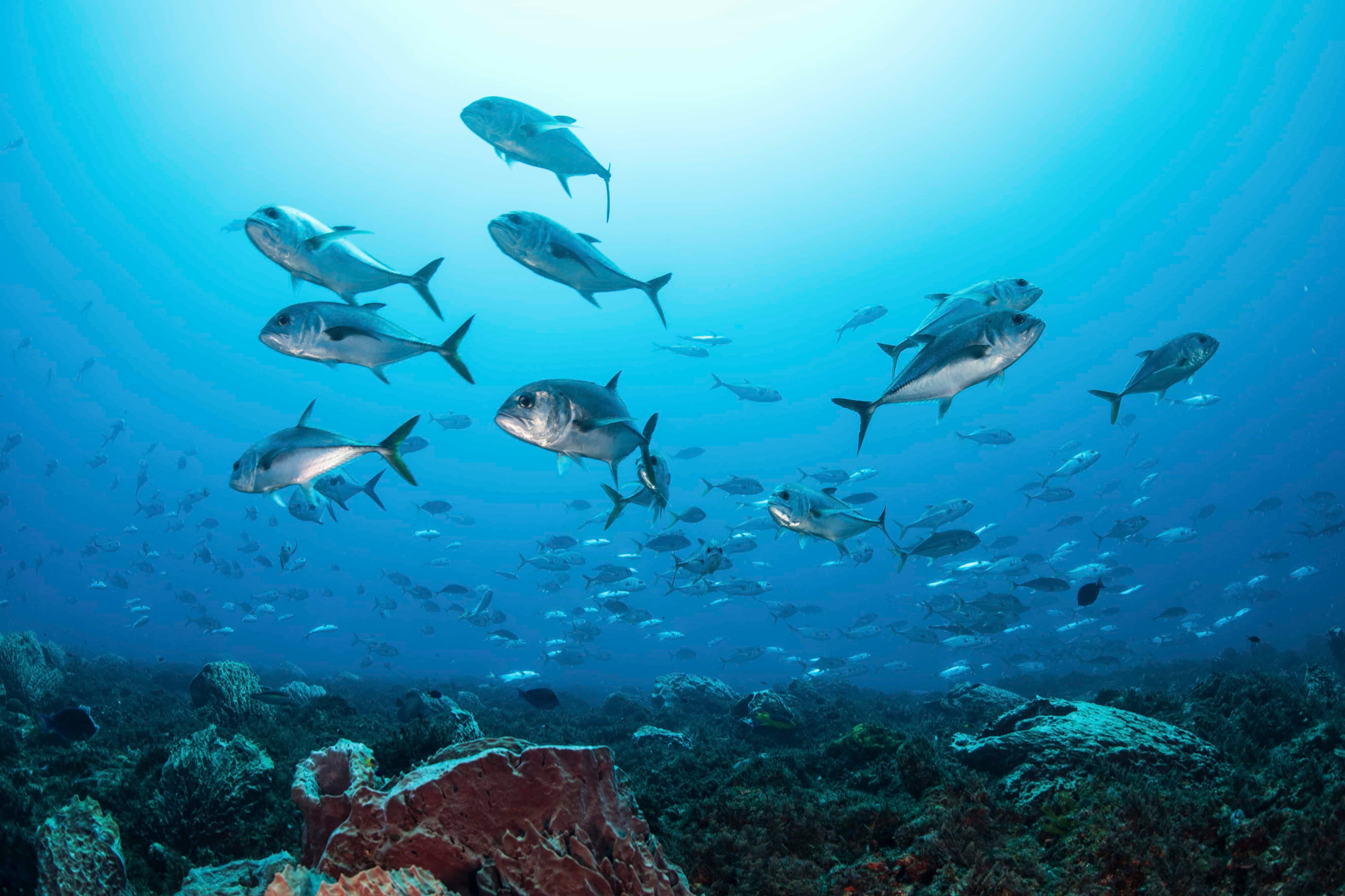 Schooling Bigeye jacks around reef structure, Puerto Morelos, Quintana Roo, Mexico