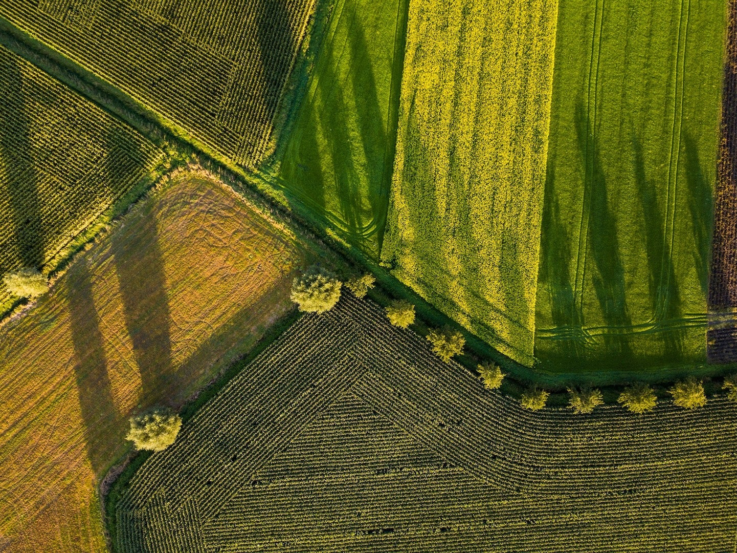 Aerial view of vibrant farmland, showcasing a patchwork of green and yellow fields.