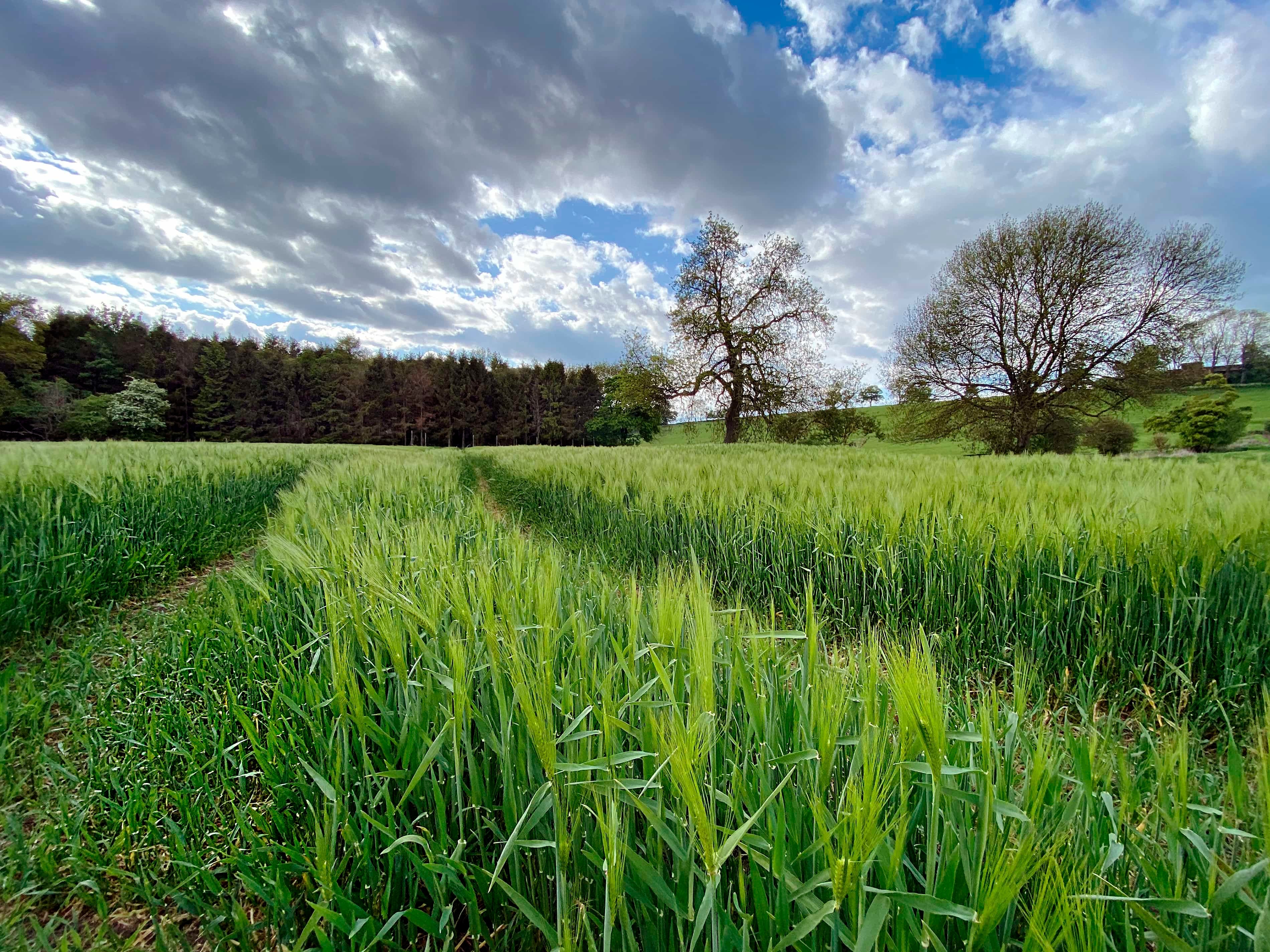 Agricultural land with a crop of barley - Yorkshire - United Kingdom