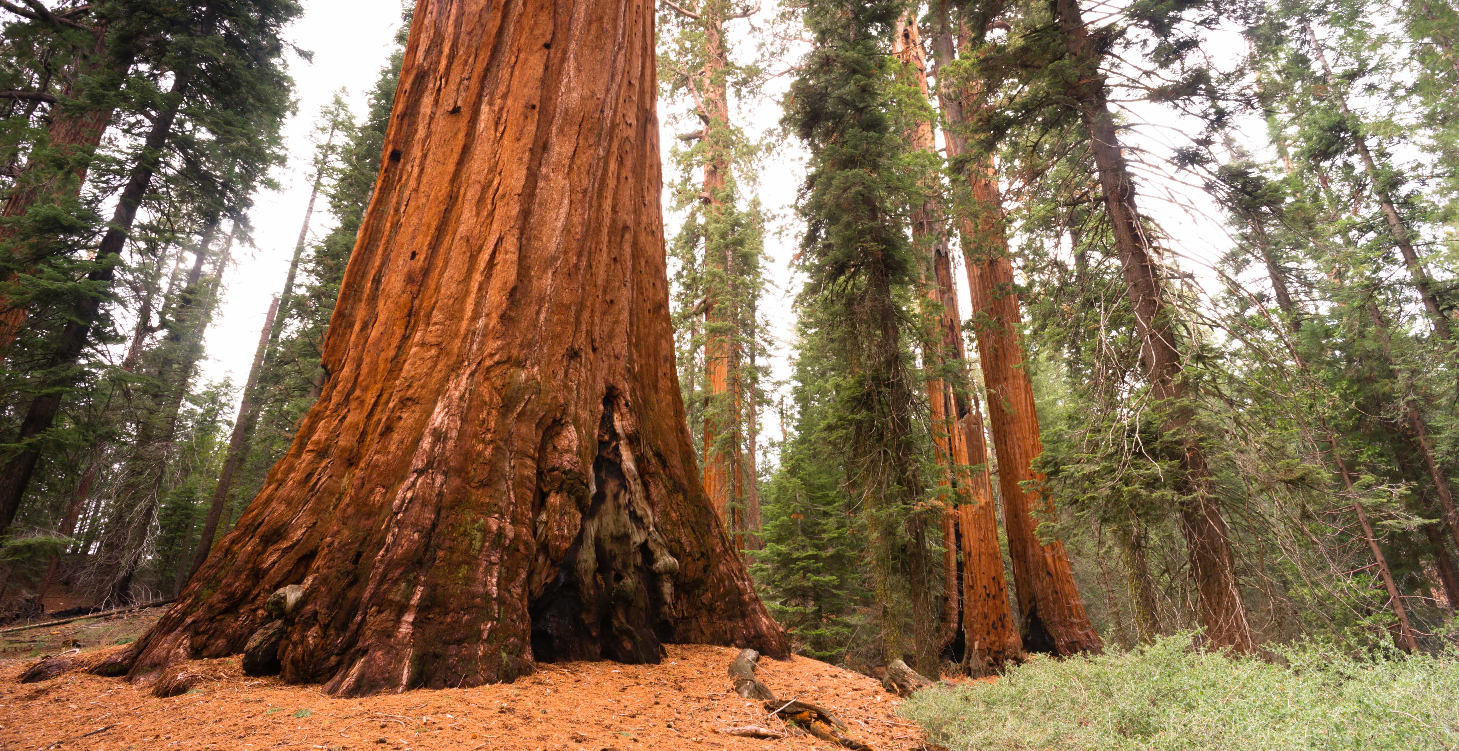 Giant Sequoia trees in Mariposa Grove, Yosemite National Park