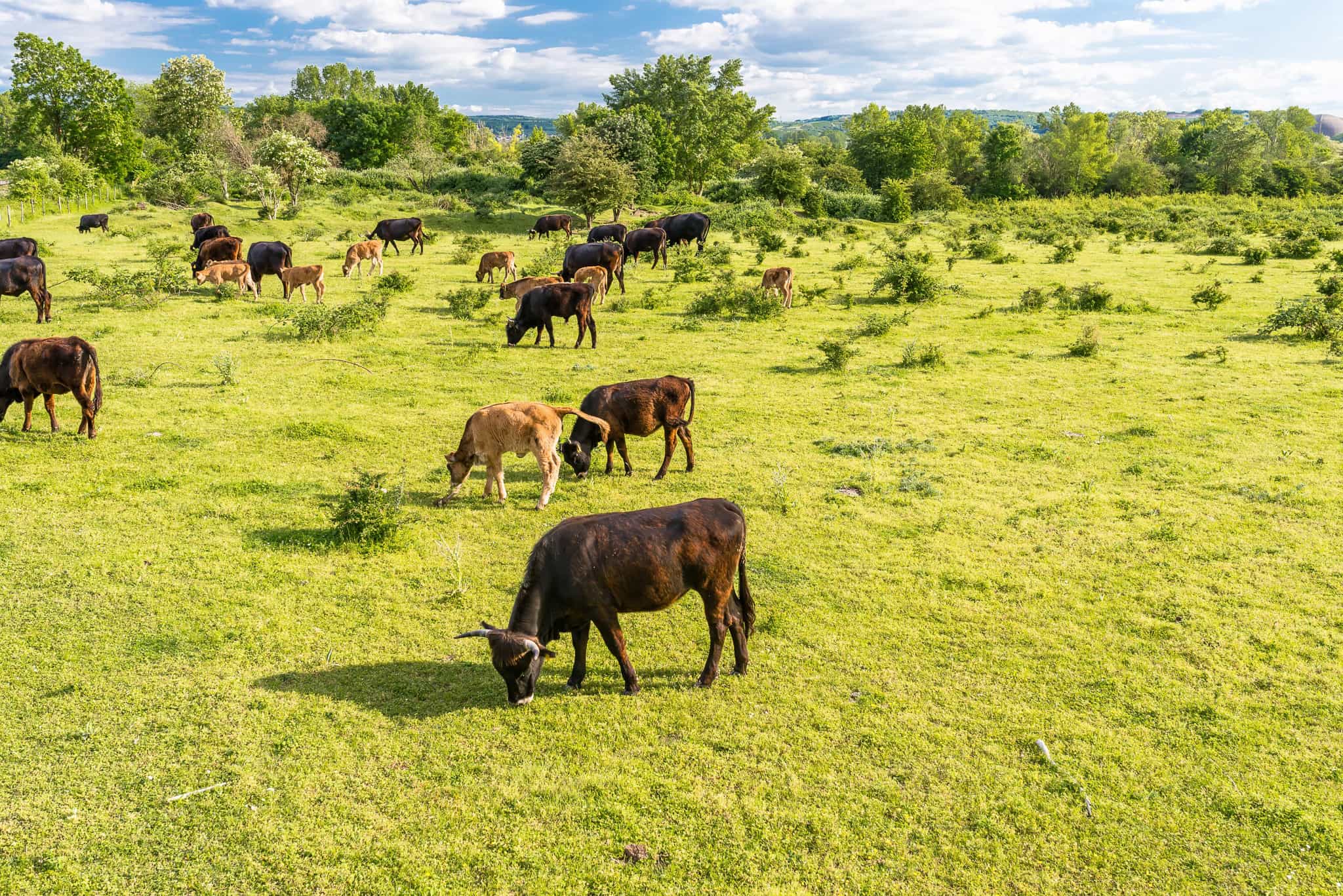 Group of cows grazing on a green meadow. Cows graze on the farm