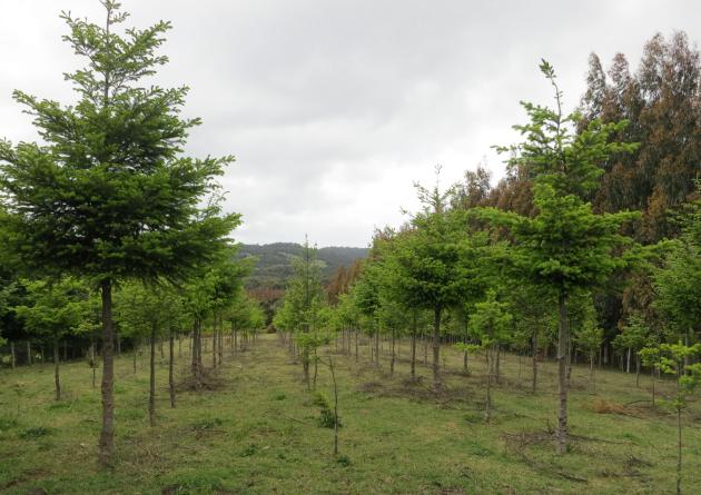 Without requirements for native species, Chilean reforestation subsidies decreased biodiversity