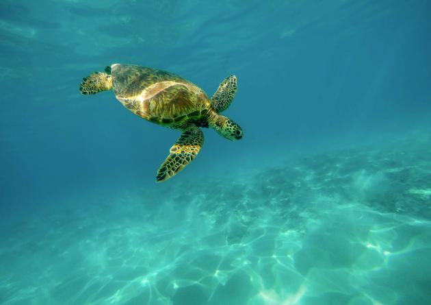 Study finds that ending overfishing would stop the population declines of endangered bycatch species about half the time