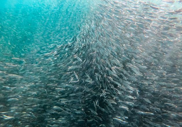 Professor Chris Costello part of international collaboration to assess the status of fish stocks