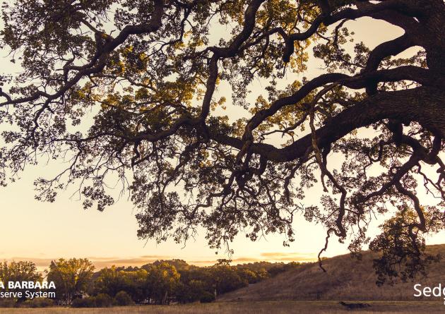 An oak tree at sunset