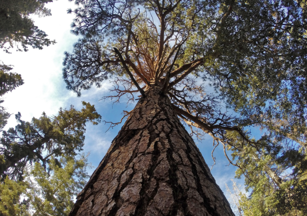 ground level view of a tall pine tree