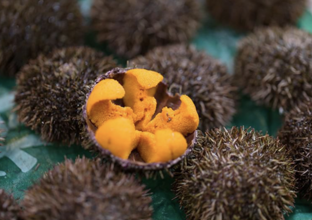 Orange roe of a sea urchin.